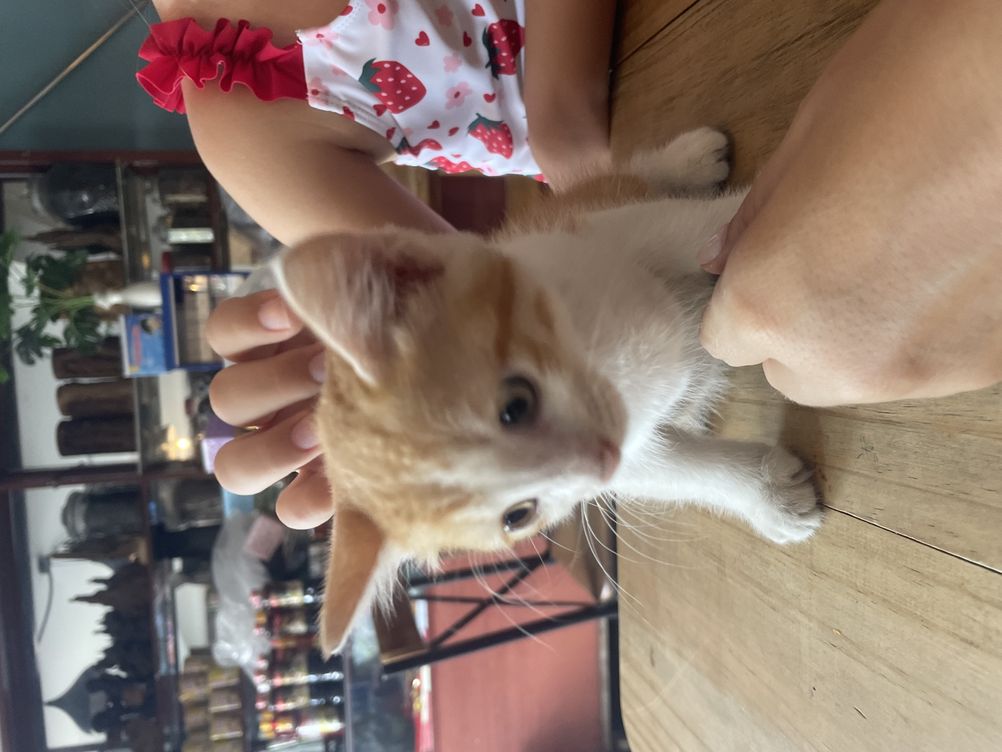 A small, ginger and white kitten is held by a person wearing a white garment with a strawberry print and red ruffles. The kitten is lying on a wooden surface. In the blurred background there is furniture, decorative items, and possibly food items displayed in cabinets. The location appears to be inside a home or business, but no definitive landmarks indicate Bắc Nha Trang, Vietnam.