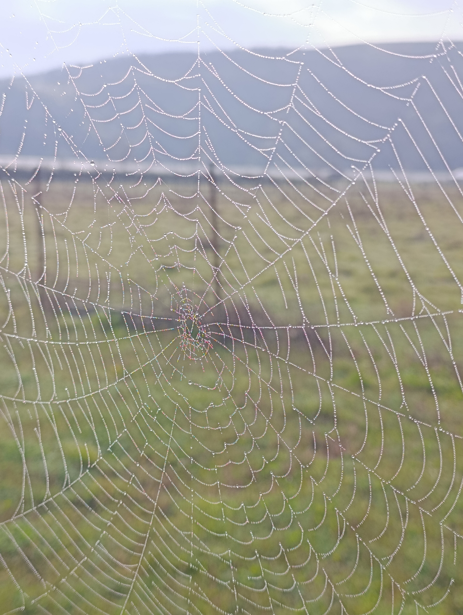 The scene, located in Shiroko pole, Bulgaria, displays a spiderweb in the immediate foreground, densely covered with minute water droplets that reflect light. The web presents as an orbicular structure with radial threads emanating from a central hub and concentric spiral threads, each strand appearing as a beaded line due to the adhering moisture. The central section of the web shows a denser network of threads with some iridescent light reflections. The background is out of focus, presenting a blurred expanse of green vegetation consistent with a grassy field. A horizontal fence line, composed of indistinct dark posts, is visible in the mid-ground, also out of focus. The uppermost background consists of a diffused, light grey-blue area, indicative of either mist or distant landscape features. No human or animal subjects are explicitly visible within the frame.