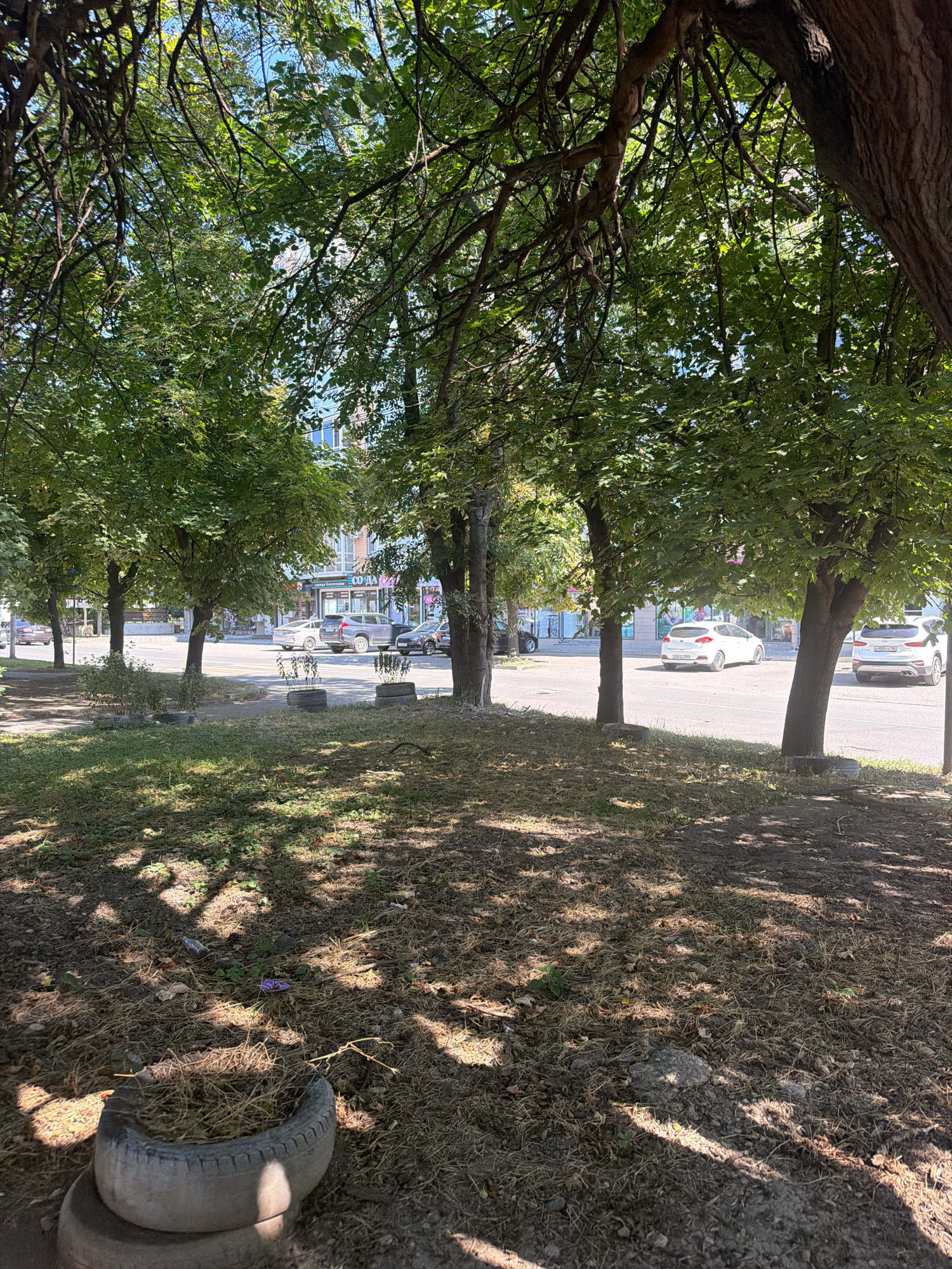 The image depicts a street scene in Yessentuki, Russia, on a sunny day. The foreground is dominated by dry grass and the shadows of tree branches cast across the ground. A discarded tire, filled with dried grass and twigs, is visible in the lower left corner. Beyond this, a paved road is lined with trees, casting dappled shade. Several cars are parked on the side of the road and driving on it. In the background, a multi-story building with shops on the ground floor is visible. The overall impression is one of an urban environment with a significant presence of trees and vegetation, suggesting a residential or commercial street with green spaces.