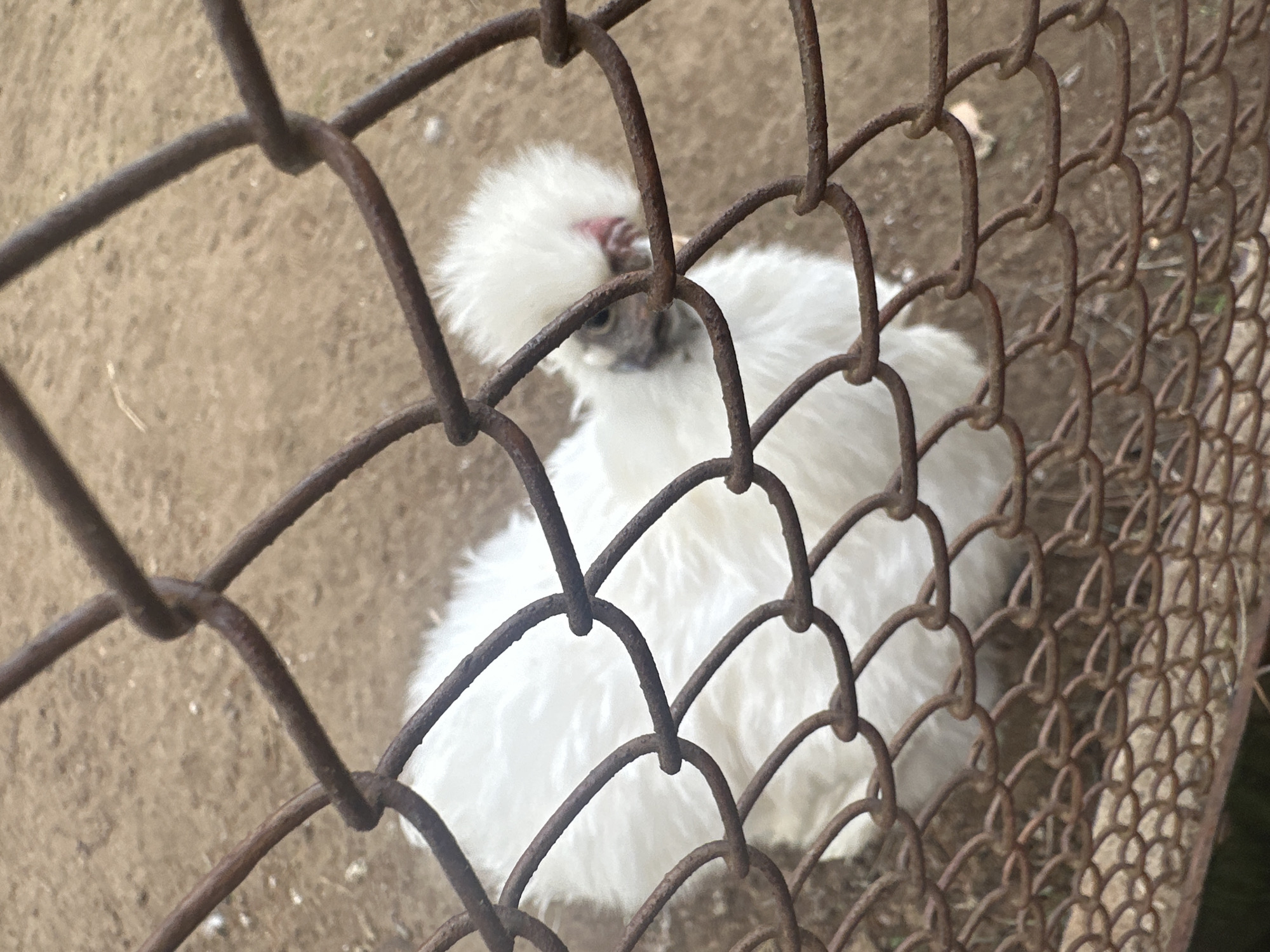 A white Silkie chicken stands inside a rusty wire mesh enclosure. The ground is visible behind the chicken, appearing as a dusty brown color. The photo was taken from outside of the enclosure. There is no evidence to suggest that the photo was taken in the city of Chaikovsky, Russia.
