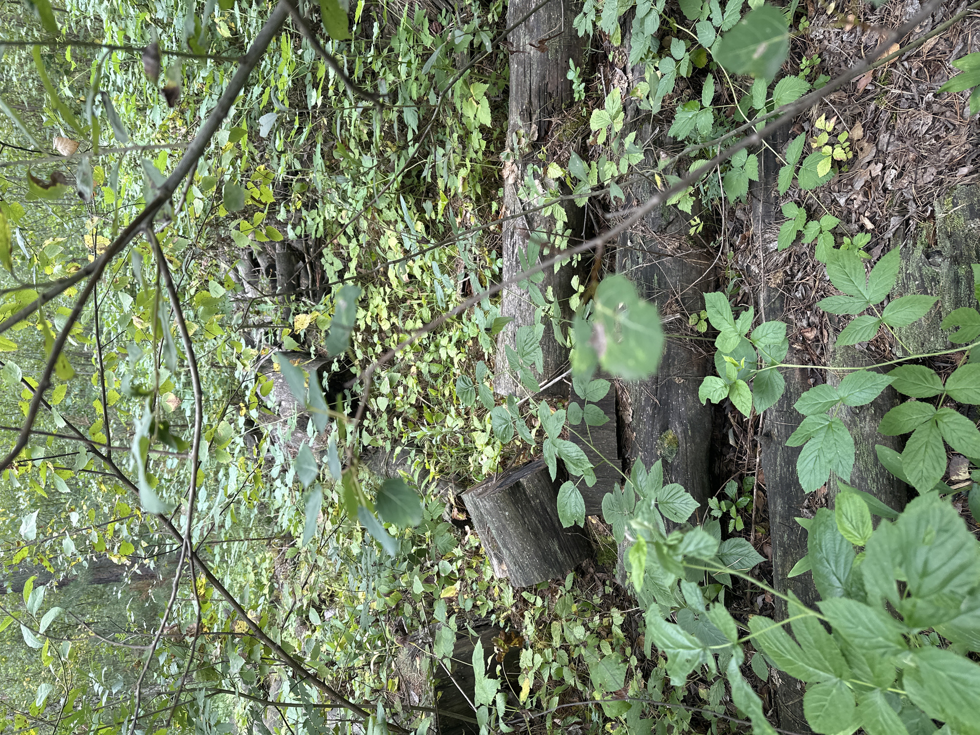 This image depicts a dense forest floor in the city of Sokolovo, Russia. Several fallen logs, of varying sizes and states of decay, are scattered across the ground. They are partially covered by green foliage, including leaves and small plants. The environment is lush and overgrown, with visible branches and trees in the background, suggesting a natural, uncultivated setting. There are no people or animals visible in the image, nor are there any discernible man-made structures or objects other than the fallen logs. The lighting suggests an overcast or shaded day, contributing to the muted tones of the scene.
