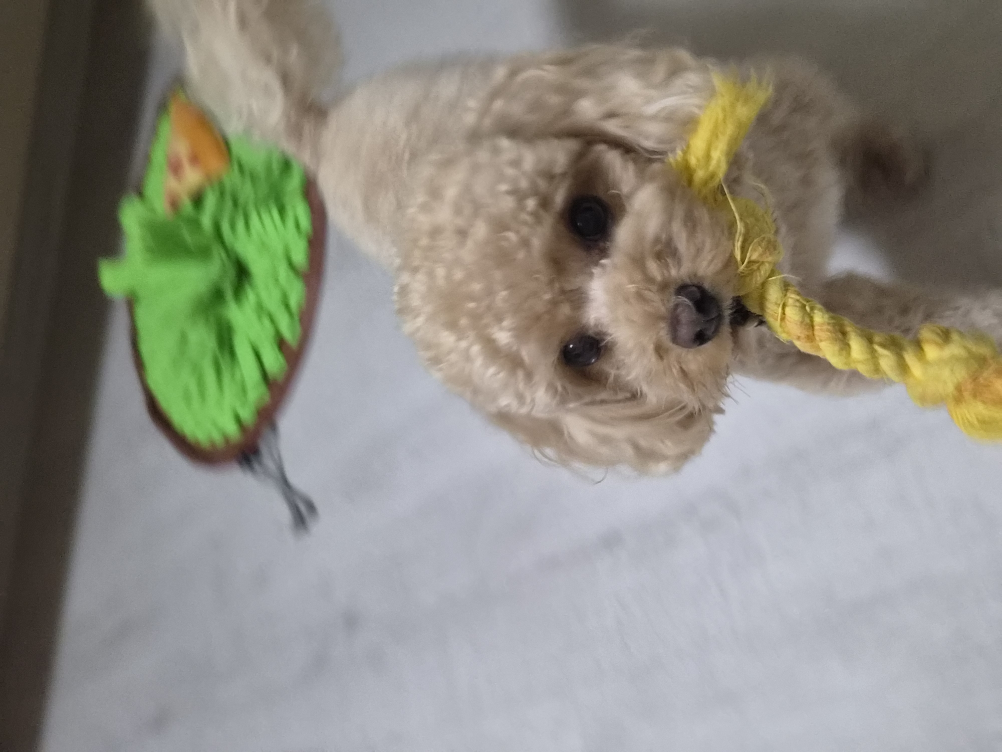 A tan toy poodle with curly fur stands on a light-colored floor and holds a yellow rope toy in its mouth. The dog's ears are long and floppy, and its dark eyes gaze forward. In the background, a green, textured mat with a slice of orange and brown pizza is visible. The scene appears to be indoors.