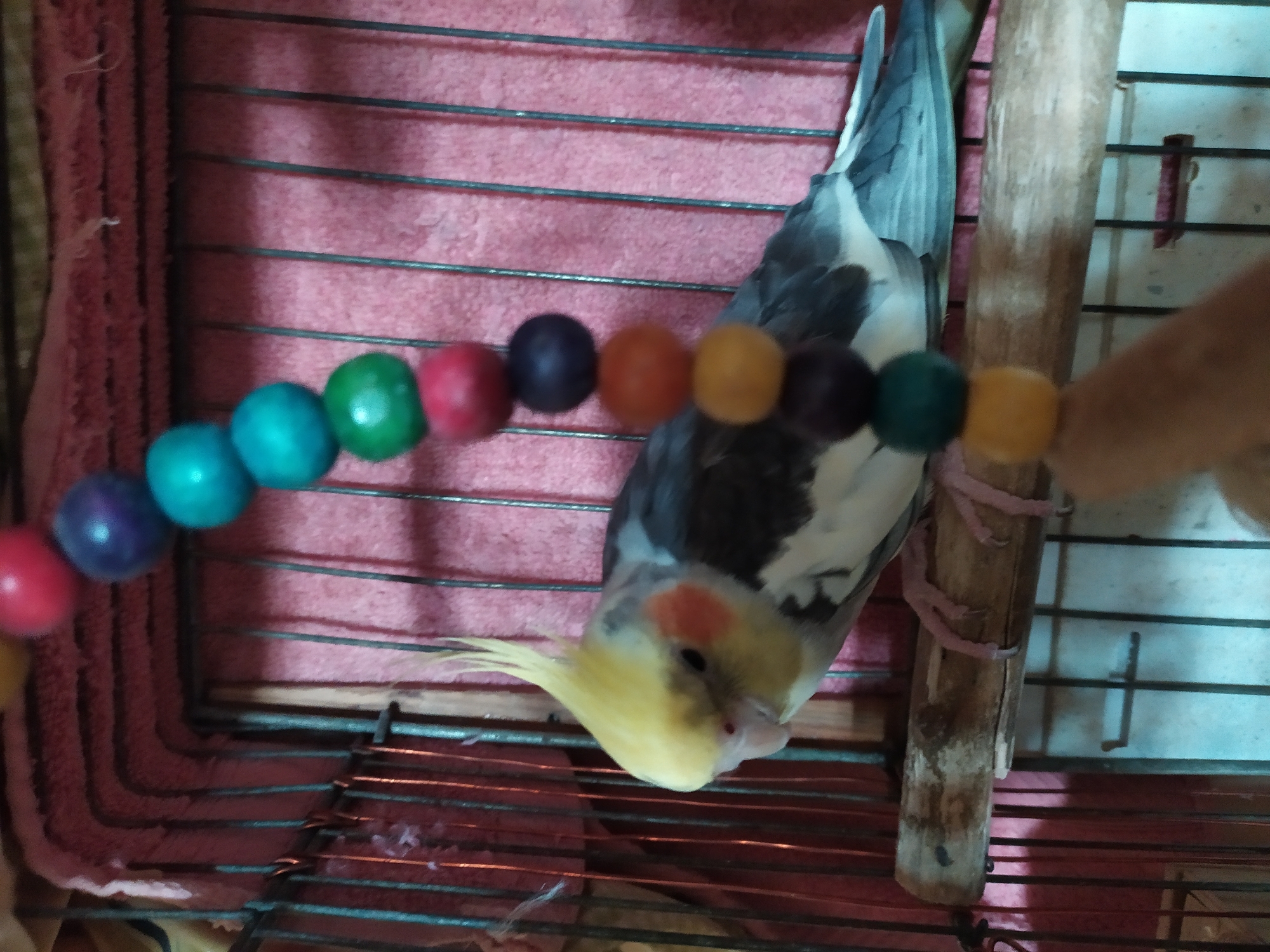 A cockatiel is perched on a wooden dowel in a birdcage. The bird has a yellow crest, orange cheek patches, and gray and white feathers. A string of colorful wooden beads hangs in front of the bird. The birdcage is covered with a pink fabric in the background. The image appears to be taken indoors. There is no information to determine the location of this scene within the city of Bilajari, Azerbaijan.