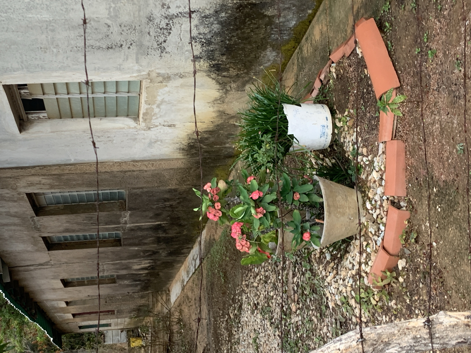 The image depicts an outdoor scene in La Tagua, Venezuela, featuring a weathered building facade and a small garden area. The building, constructed from concrete or stucco, shows significant staining and discoloration, likely from mildew and age. It has multiple rectangular window openings; some contain frosted or glass block-like inserts, while others appear open or fitted with simple grates.
In the foreground, a casual garden bed is visible on a ground covered with small gravel and soil. Two potted plants are prominent: one a terra cotta-colored pot holds a flowering plant with numerous small pink blooms and thorny stems, resembling a Crown of Thorns (*Euphorbia milii*). Adjacent to it, a white plastic bucket, repurposed as a planter, contains dense green, grass-like foliage. The garden bed is loosely edged with broken, reddish-brown terra cotta tiles and bricks.
A strand of rusted barbed wire stretches diagonally across the scene, indicating a fence line or barrier, partially attached to a rough wooden log or post in the bottom right corner. Sparse green vegetation and small weeds grow throughout the ground cover. The lighting suggests it is daytime, possibly overcast, given the lack of harsh shadows. Faint, illegible blue text is visible on the white plastic bucket. No human figures or activities are present.