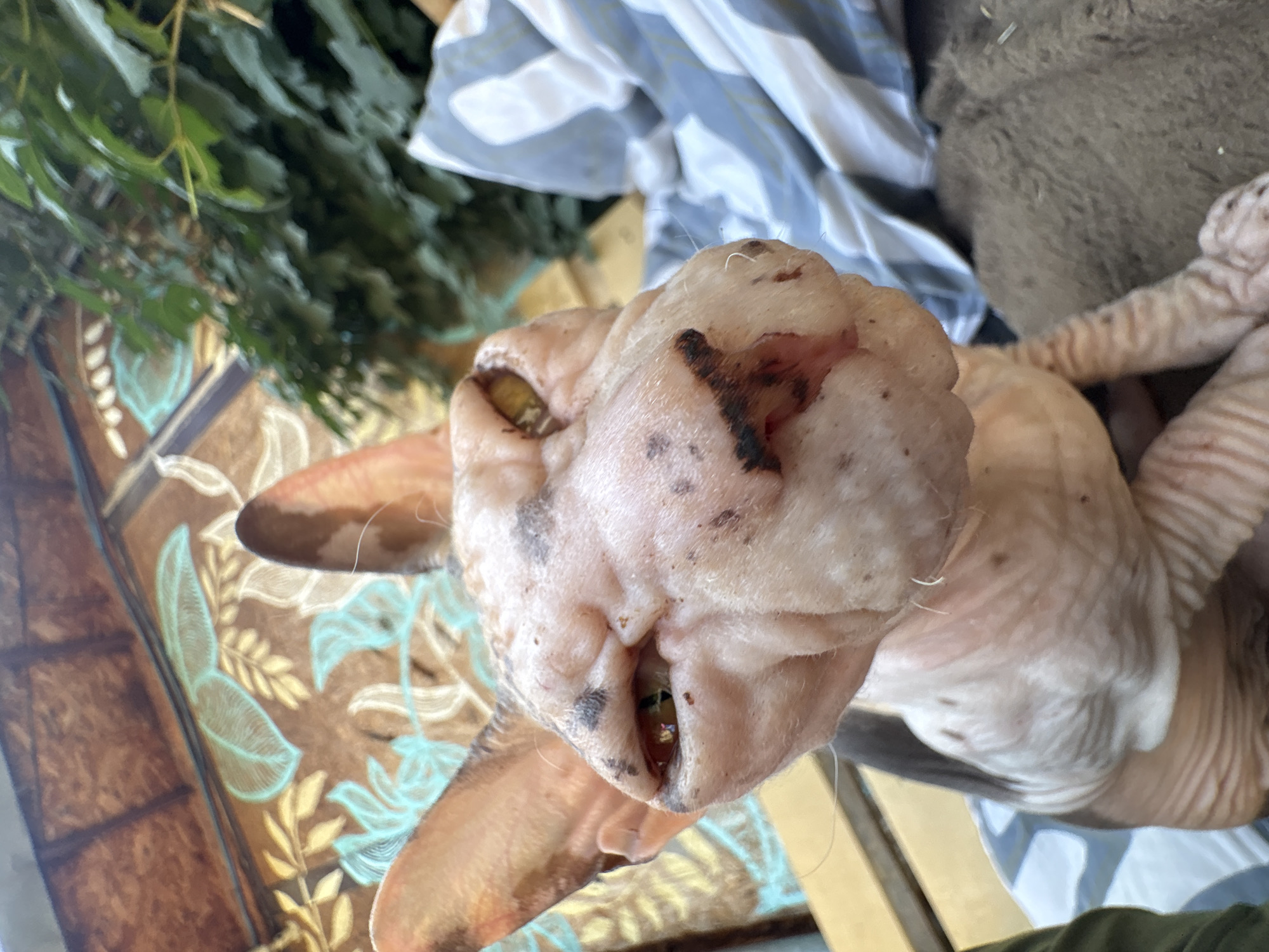 The image shows a close-up view of a Sphynx cat with visible skin pigmentation. The cat's head is angled downwards, revealing its nose and eyes. The background features a patterned fabric with floral designs and a blurry green plant. The context of Almaty, Kazakhstan, is not discernible from the visual information provided in the image.