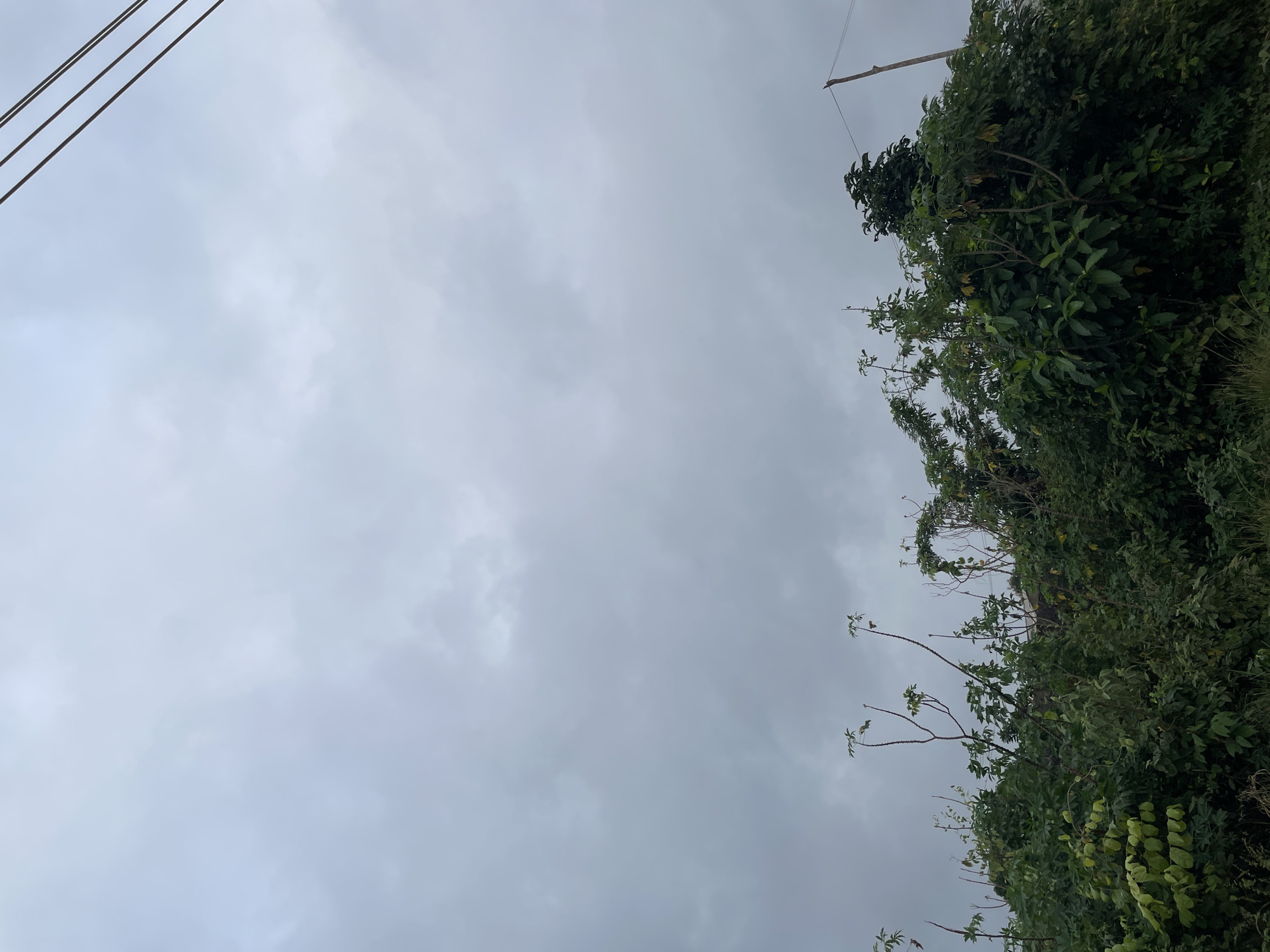 This is a low-angle, full outdoor shot of an overgrown area with dense green foliage in Iyafin, Nigeria, beneath a cloudy sky. The vegetation is a mix of tall, thin plants with sparse leaves reaching upwards and thicker bushes with broad leaves filling the lower portion of the frame. In the upper right quadrant of the image, three dark power lines stretch diagonally across the frame, supported by a distant, thin wooden pole. The sky is uniformly overcast with grey clouds. There are no people or animals visible in the scene.