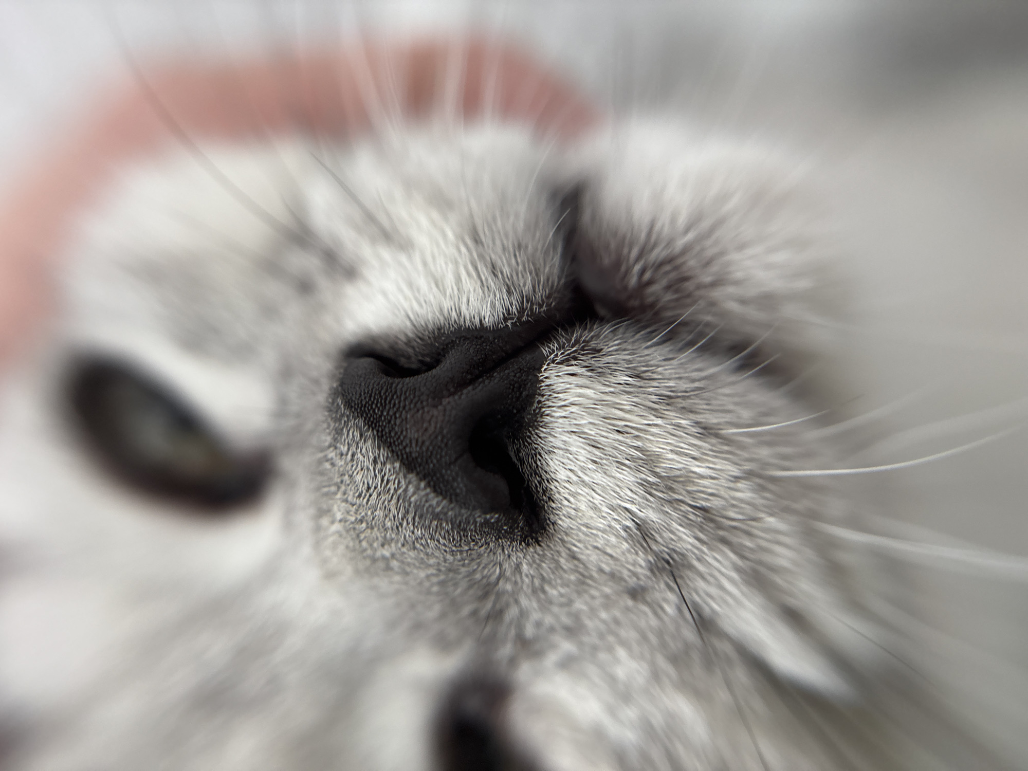 The image is an extreme close-up of a cat's nose and whiskers. The cat appears to be a light gray color with dark fur around its nose. The focus is sharp on the nose and whiskers, with the rest of the cat's face and surrounding environment blurred. There is a pinkish blurry object in the upper right corner, possibly a collar or a human hand. There is no indication of the image being taken in Izhevsk, Russia.