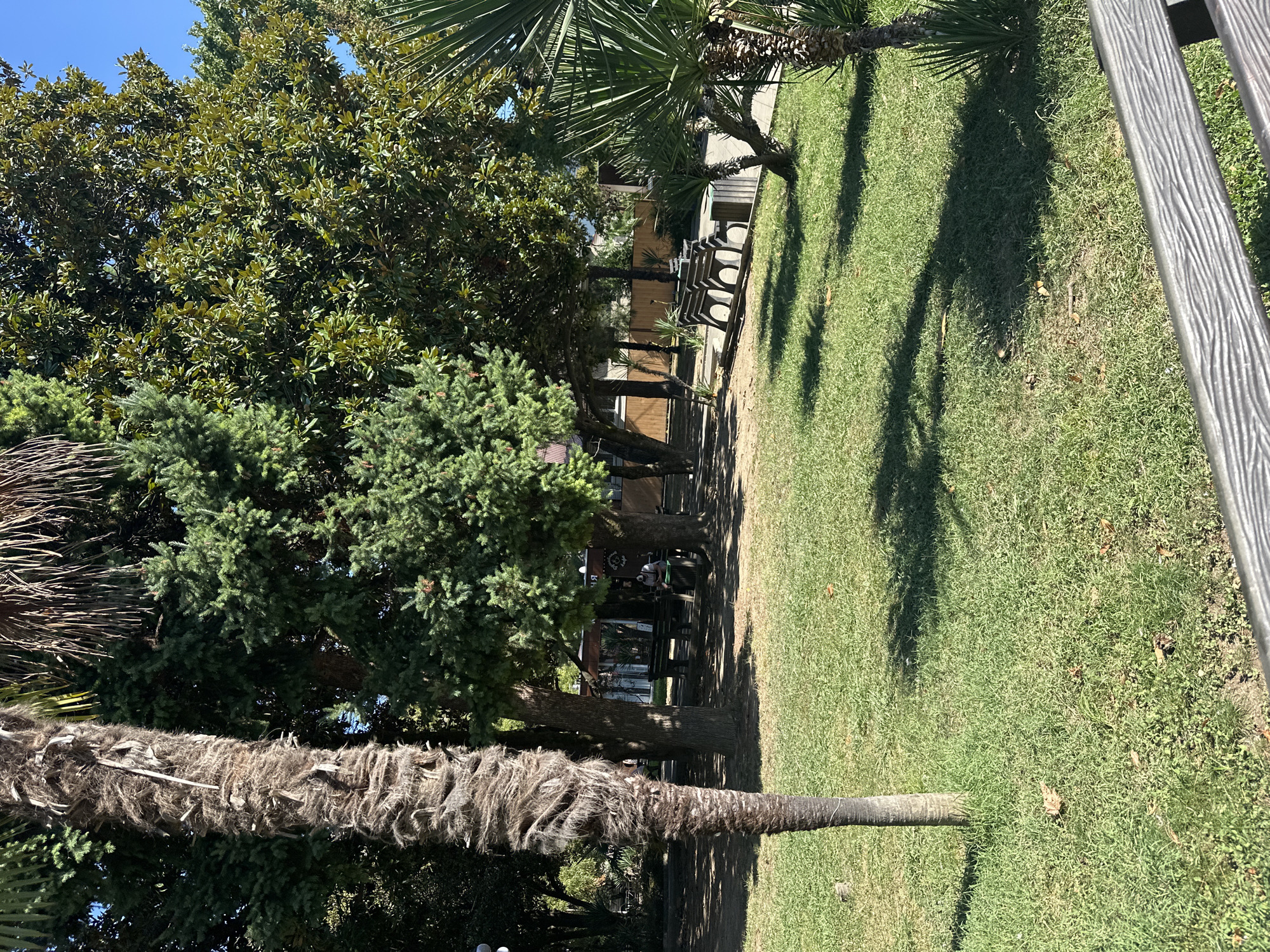 The image depicts a sun-drenched park with lush green grass and a variety of trees, including palm trees and evergreens. In the mid-ground, several benches are visible, with one person seated on a bench and looking at their phone. Behind the benches, a building with a dark roof and light-colored walls can be seen, possibly a cafe or kiosk. The overall atmosphere is relaxed and leisurely, suggesting a public park in a warm climate. The specific location is identified as Sochi, Russia, a city known for its Black Sea coastline and subtropical climate.