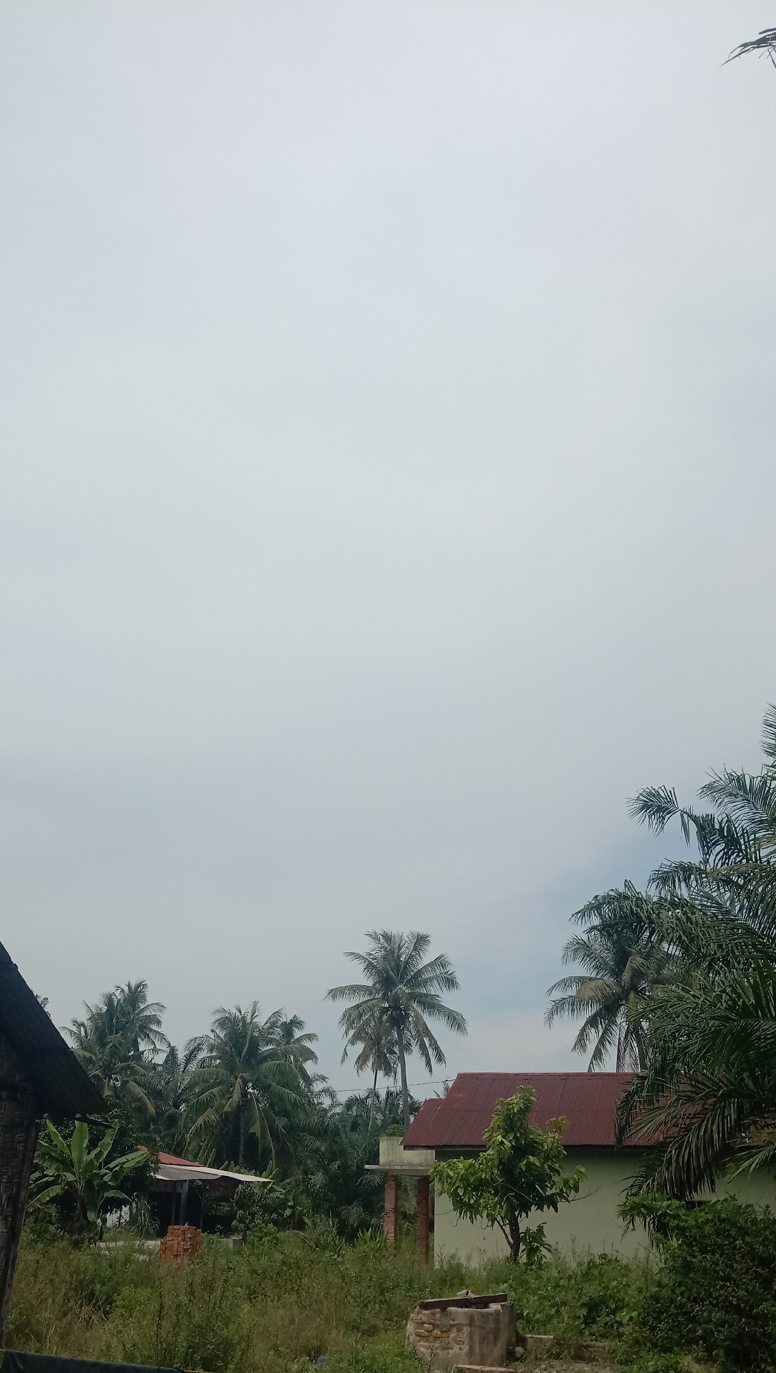 The image depicts a rural landscape in Kota Pari, Indonesia, under an overcast sky. In the foreground, a dark, partially visible structure made of wood and corrugated metal is on the left. To the right of this structure, an area of overgrown green vegetation with some scattered red bricks can be seen.
Dominating the middle ground is a light green building with a reddish-brown corrugated metal roof. To the left of this building, another smaller structure with a similar corrugated metal roof is visible, partially obscured by foliage. A pile of red bricks is present near this structure.
The background is filled with numerous tall coconut palm trees and other dense green foliage, characteristic of the tropical environment. The sky is a uniform, pale gray, suggesting cloudy conditions. There are no people or animals visible in the image, and no discernible actions or interactions are taking place. The scene appears to be a quiet, undeveloped area.