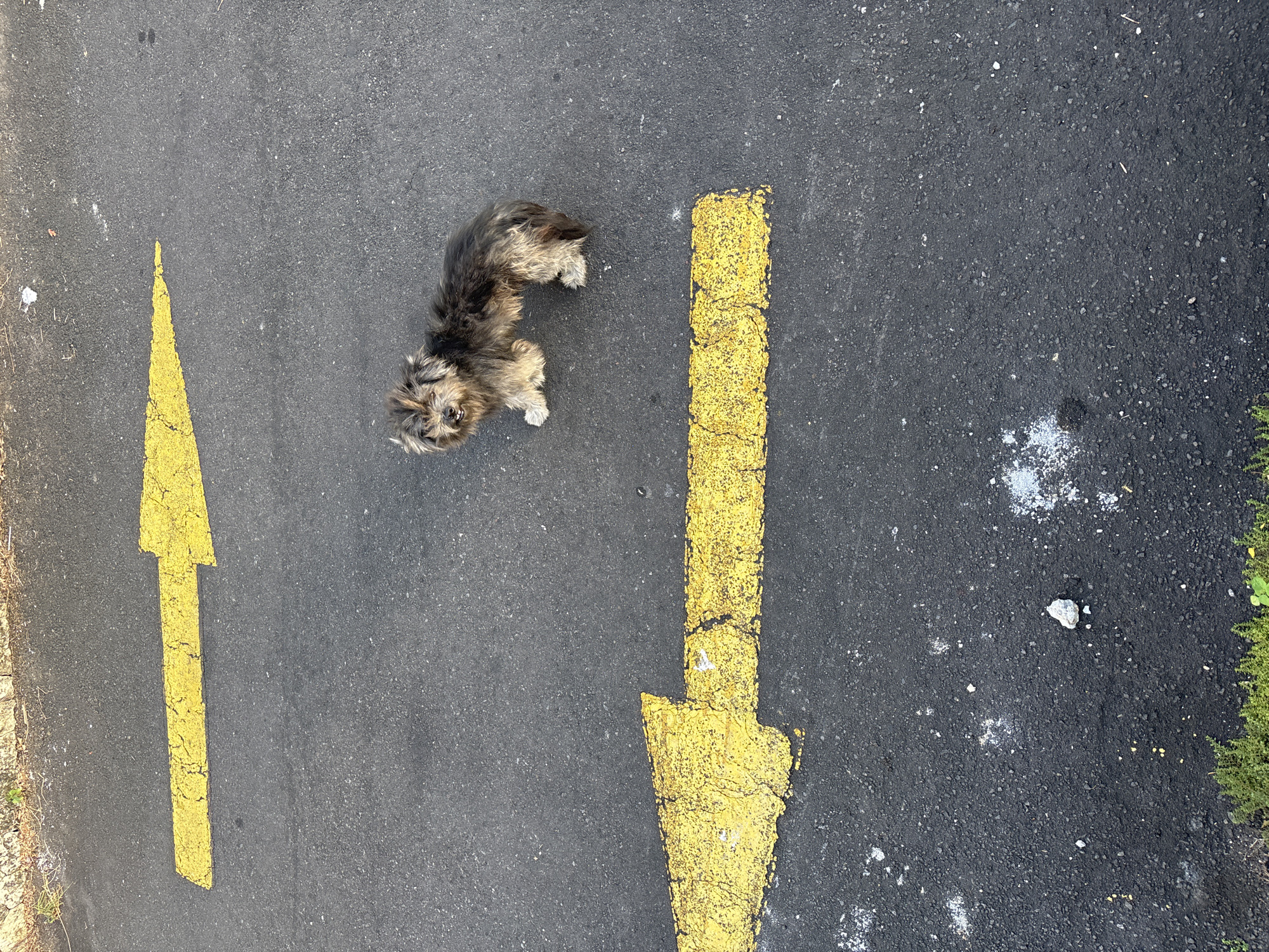 An eye-level, full shot shows a small, shaggy dog standing on asphalt. The dog is medium brown and tan with dark patches on its back and tail. It is facing left, with its mouth slightly open. The dog's fur is unkempt and appears matted in places. Behind the dog, two yellow arrows are painted on the asphalt, pointing to the left. The arrows are faded and cracked, indicating wear. The asphalt surface is dark gray and speckled with small white and gray debris. In the background, a strip of dry, light-colored soil with sparse green vegetation is visible along the top edge of the frame. The scene is illuminated by natural light, suggesting it is daytime. The location is Kuta Selatan, Indonesia.