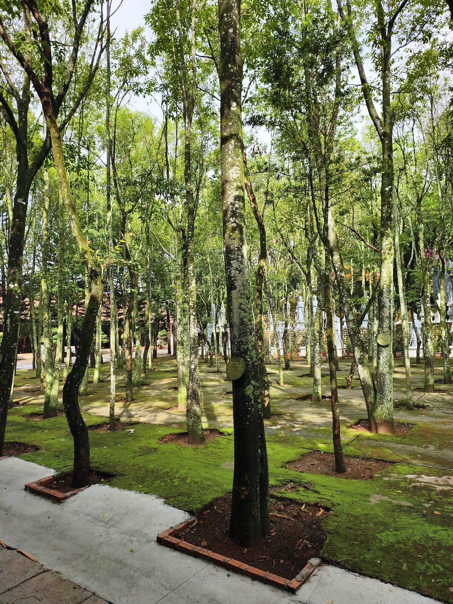 The image shows a park with many thin trees with green leaves, and the ground is covered with moss. The trees are planted in neat rows with square brick borders. A concrete path runs along the bottom left of the image. The location is in the city of Unknown, Unknown.