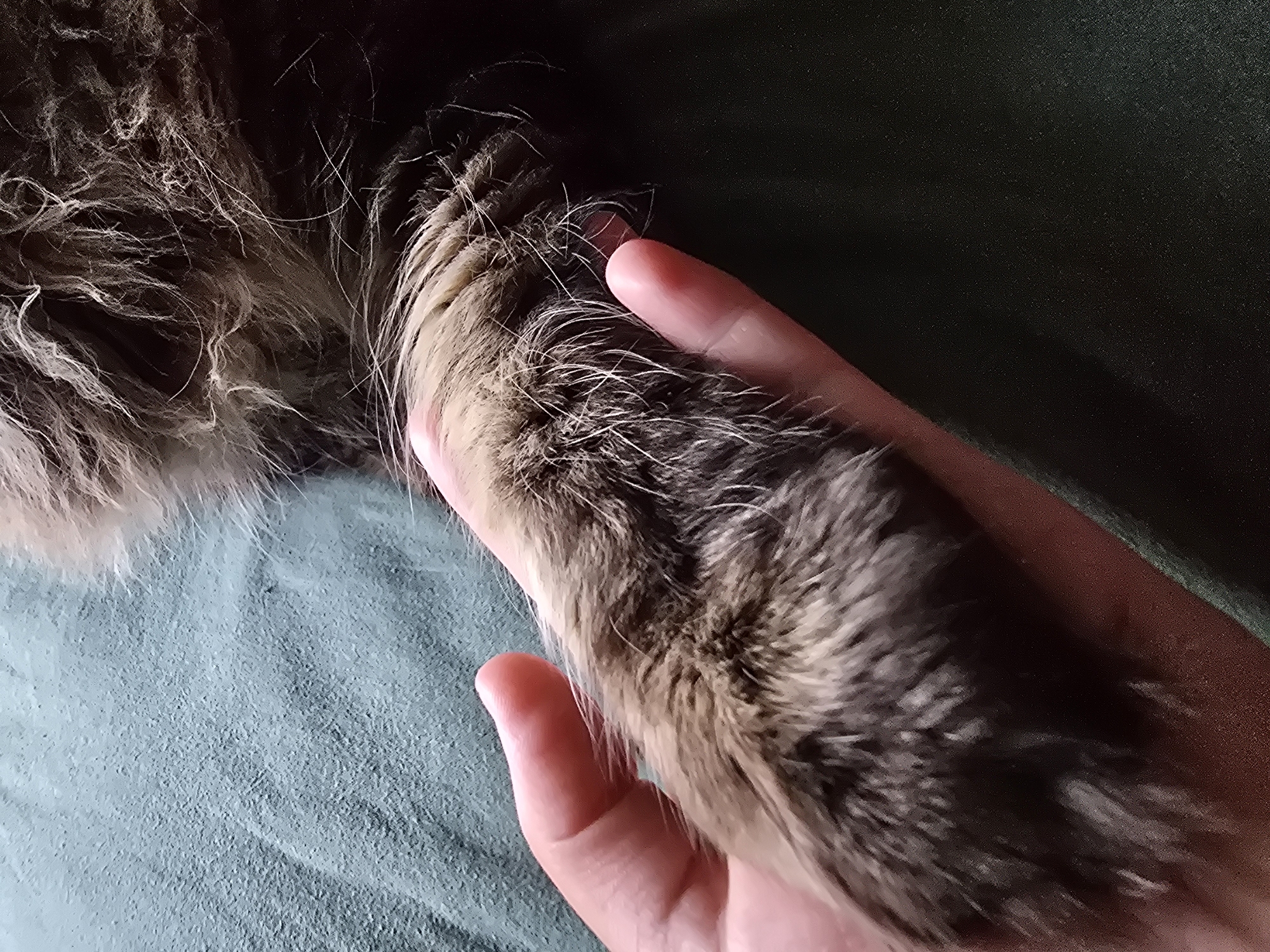 The image shows a close-up of a person's hand gently holding a fluffy cat's paw. The cat's fur is a mix of brown, black, and white. The hand appears to be resting on a textured, greenish-blue surface, possibly a blanket or fabric. The background is dark and out of focus, suggesting the image was taken indoors. There is no indication of the location being in Krasnoyarsk, Russia, or any specific city.