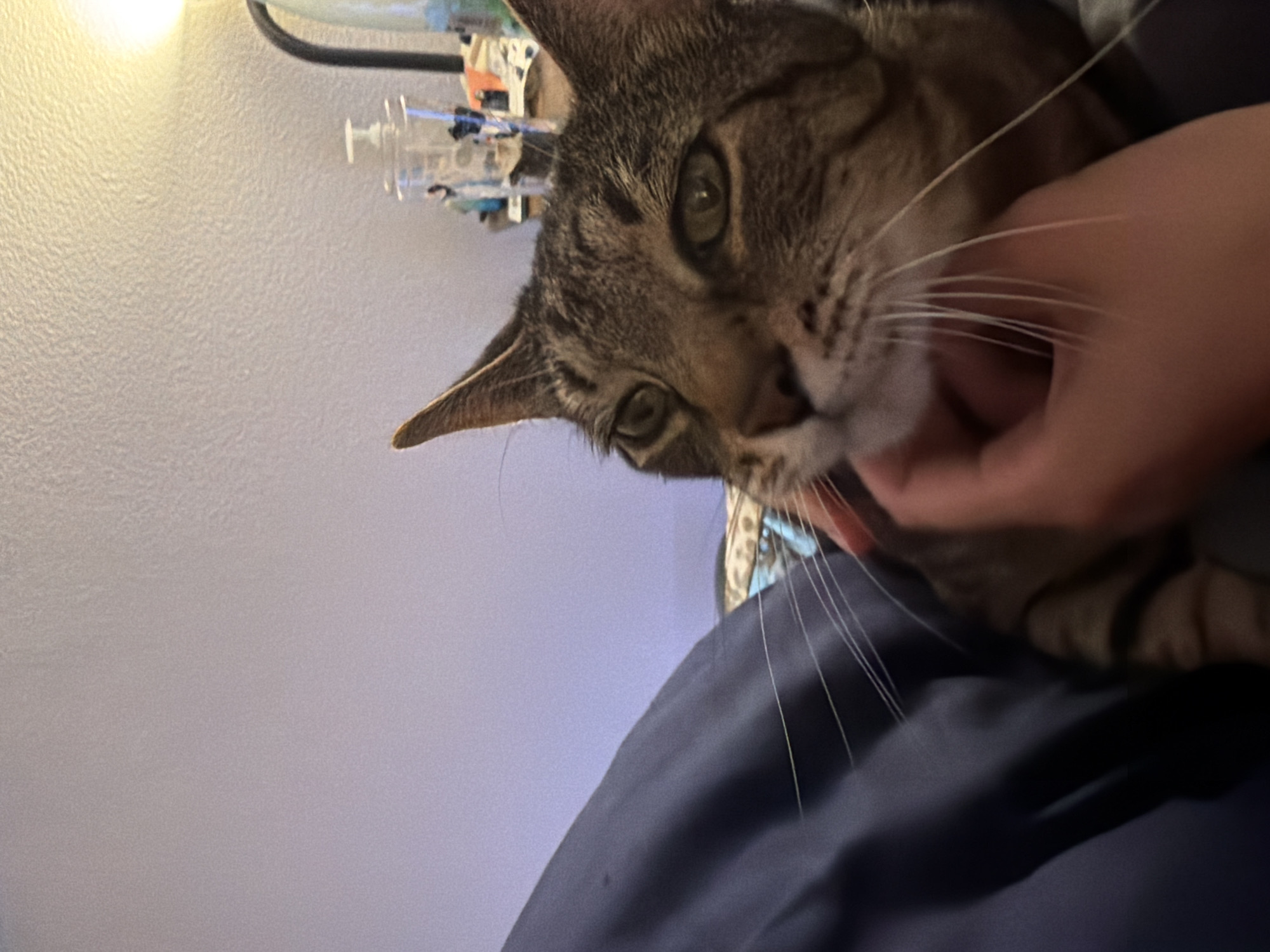 A close-up shot shows a tabby cat being petted on its face by a person's hand. The cat's ears are perked, and its eyes are open, looking forward. Its whiskers are prominent. The background is out of focus, but a wall with a textured surface and a lamp can be seen. The scene appears to be indoors, likely in a home environment. There is no information about the location in Portland, United States of America.