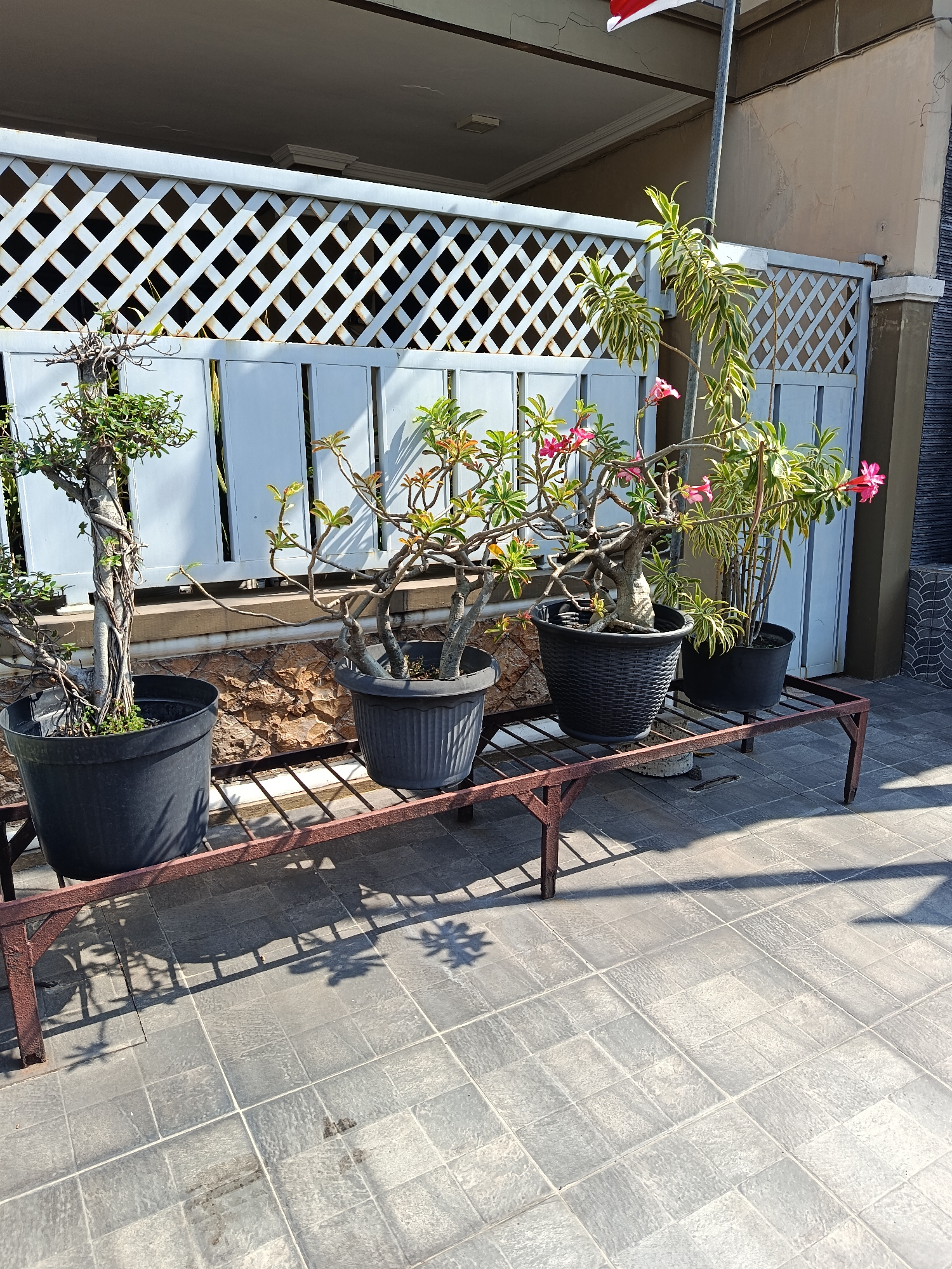 This is a full outdoor, eye-level shot of four potted plants arranged on a rusty metal stand. The plants are of various sizes and types, including a bonsai, a flowering plant with pink blossoms, and a tall plant with variegated leaves. They are all in black plastic pots. The stand is positioned on a tiled patio. Behind the stand and plants is a white lattice fence, with a stone wall visible behind that. The scene is brightly lit, suggesting it is daytime, and shadows are cast on the patio floor by the stand and plants. The background shows a building with a light-colored wall and a gray tiled roof. A partial view of a flagpole with a red and white flag can be seen at the top right. The location is identified as Keboansikep, Indonesia. There are no people or animals visible in the image.