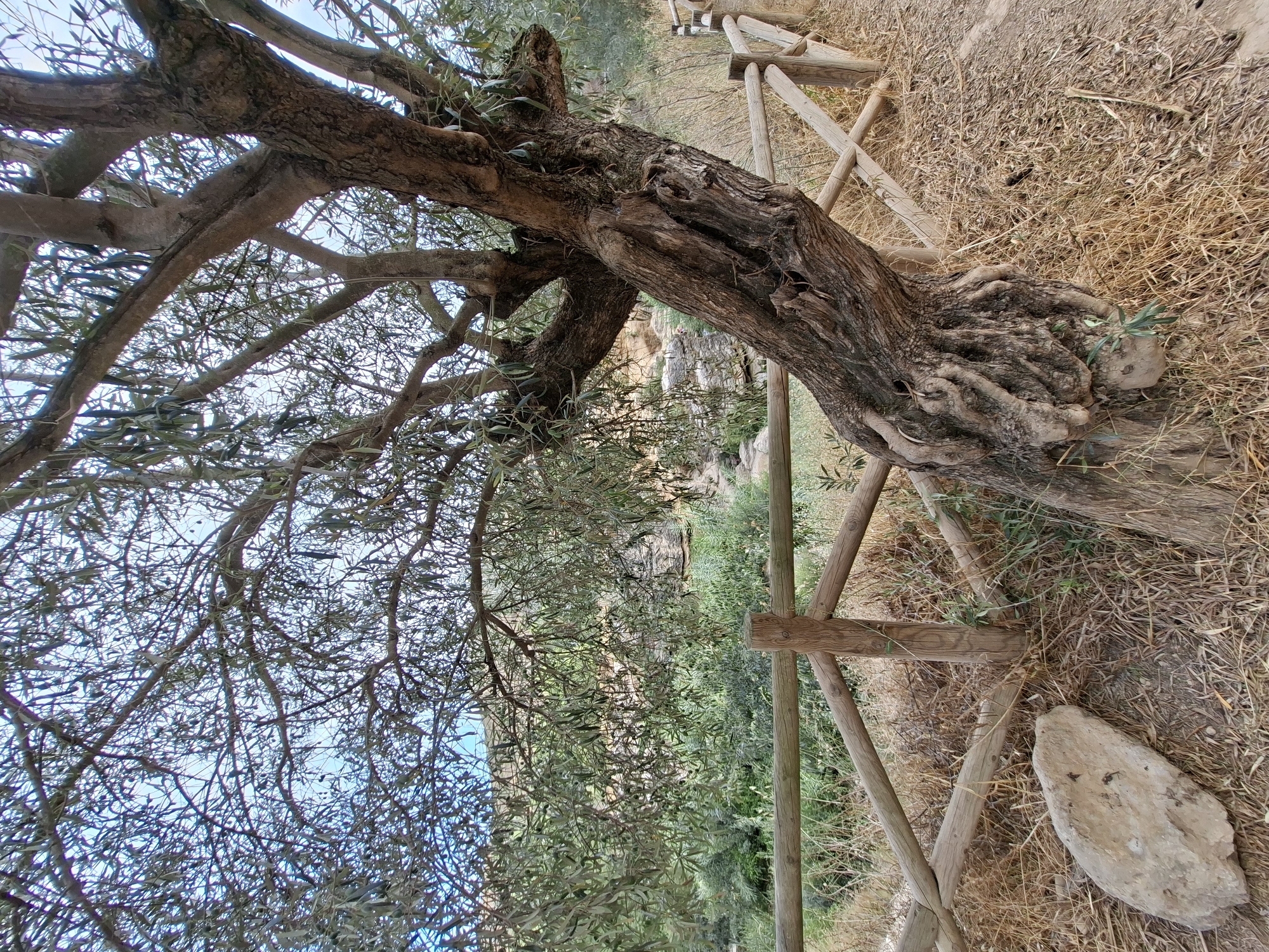 An ancient olive tree with a gnarled trunk is angled towards the right, its branches reaching towards the sky. The tree is situated next to a rustic wooden fence made of logs and crossbeams, which runs horizontally across the image. The ground is covered with dry grass and some scattered rocks, one of which is prominent in the lower left corner. In the background, there is dense green foliage and a rocky landscape. The sky is visible through the branches of the olive tree, appearing pale blue. There are no people visible in the image. The scene suggests an outdoor environment in a natural or rural setting.