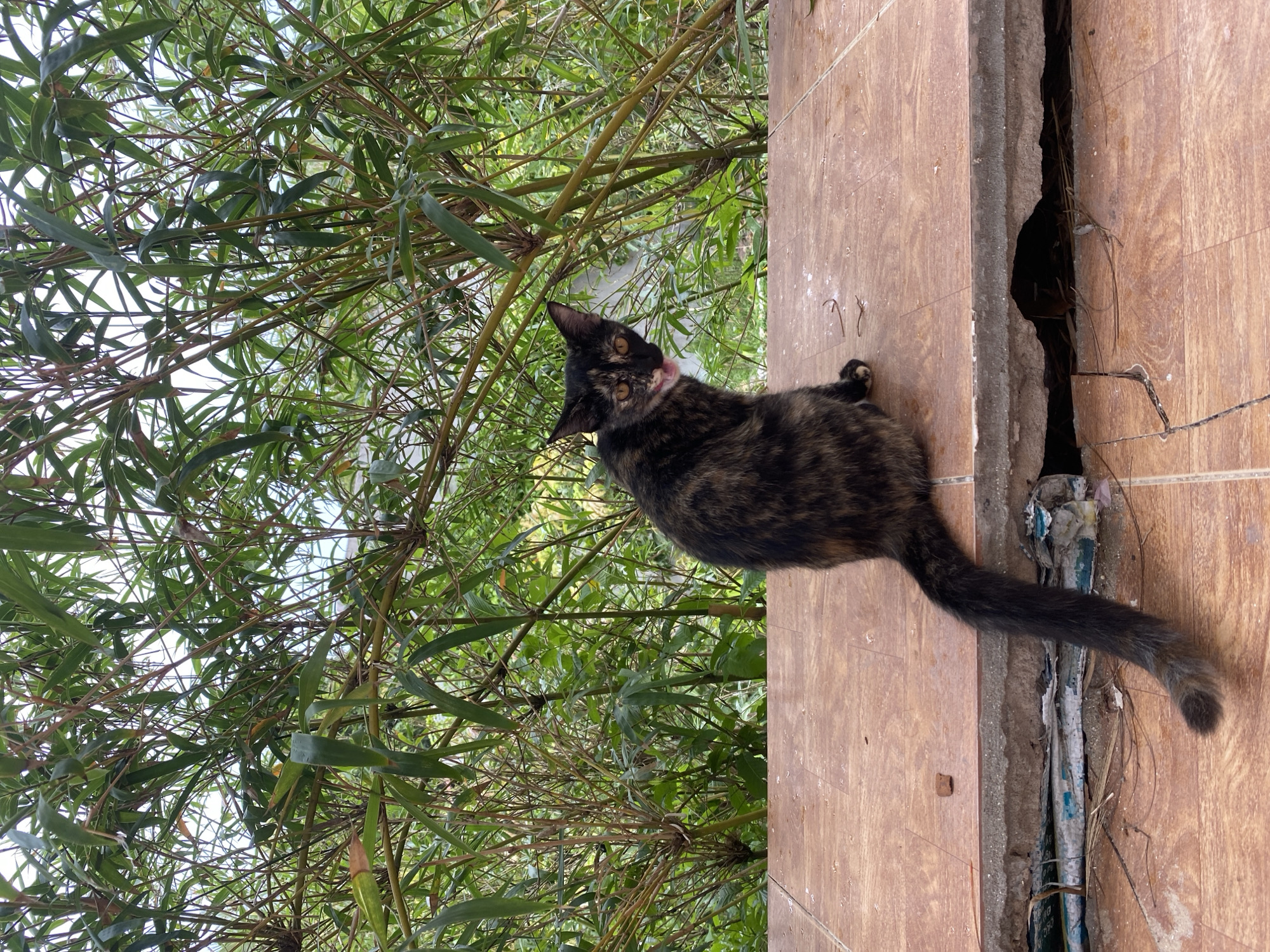 A tortoiseshell cat with a pink collar sits on a tiled surface near a gap exposing pipes. Behind the cat is dense green bamboo foliage. The scene appears to be outdoors in Mũi Né, Vietnam, based on the foliage and tile work. No people are visible.