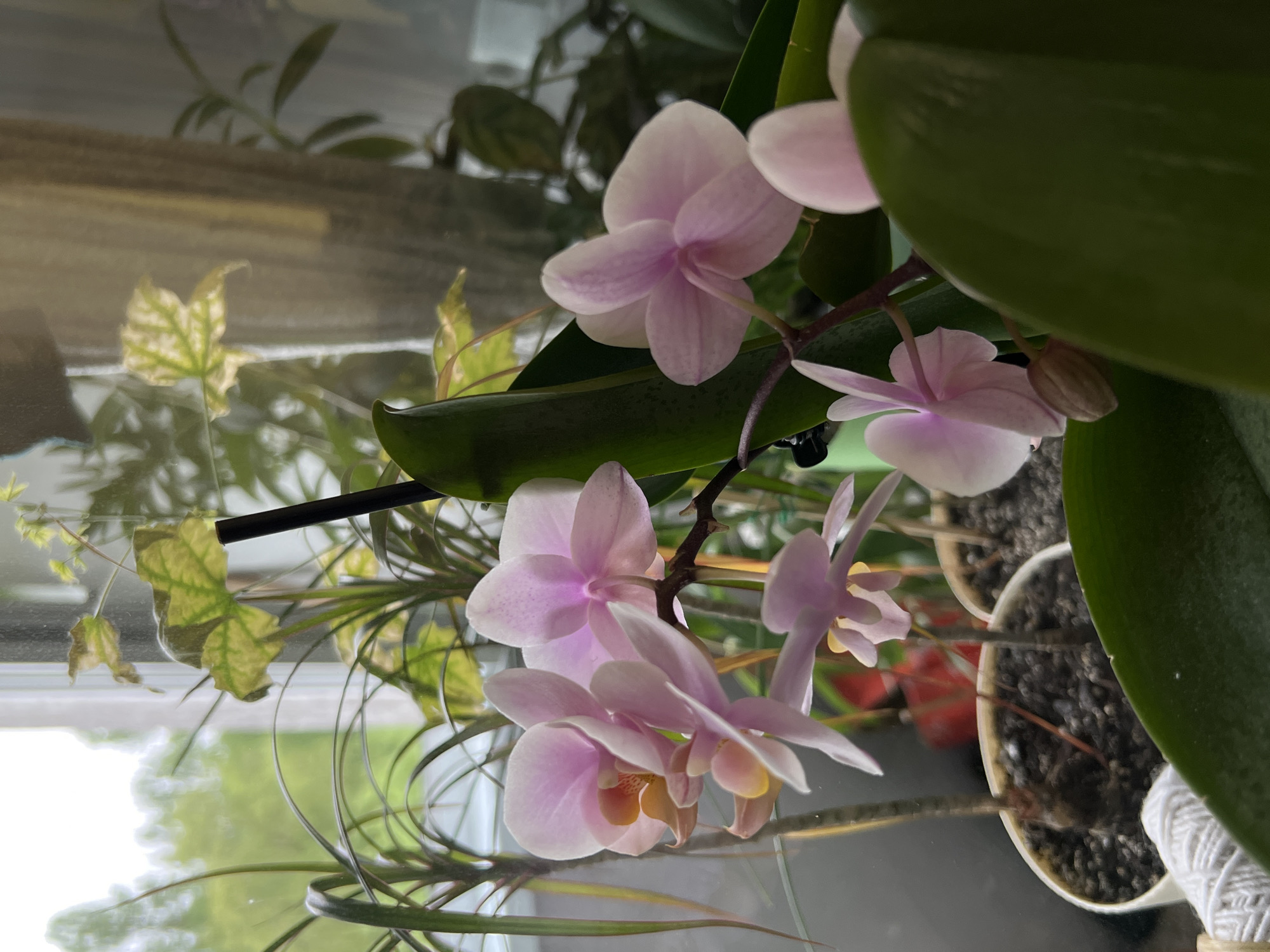 The image depicts a close-up of a light pink Phalaenopsis orchid in bloom, situated indoors near a window. The orchid is potted and surrounded by other greenery, creating a small indoor garden setting. The background shows a blurred view of foliage outside the window. The location in Cherliany, Ukraine cannot be determined from the image.