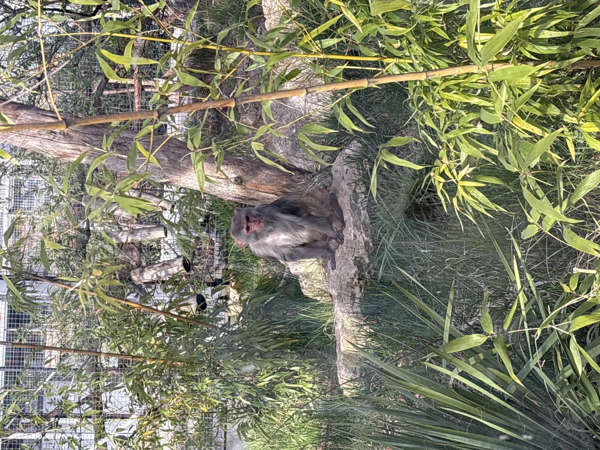 The image shows a monkey resting on a tree branch within its enclosure. The location is likely the Sofia Zoo in Sofia, Bulgaria, considering the presence of the caged enclosure structure visible in the background. The monkey is gray and white with a pink face. The environment includes vegetation like bamboo and tall grass. The photo is taken during daylight with good light exposure.
