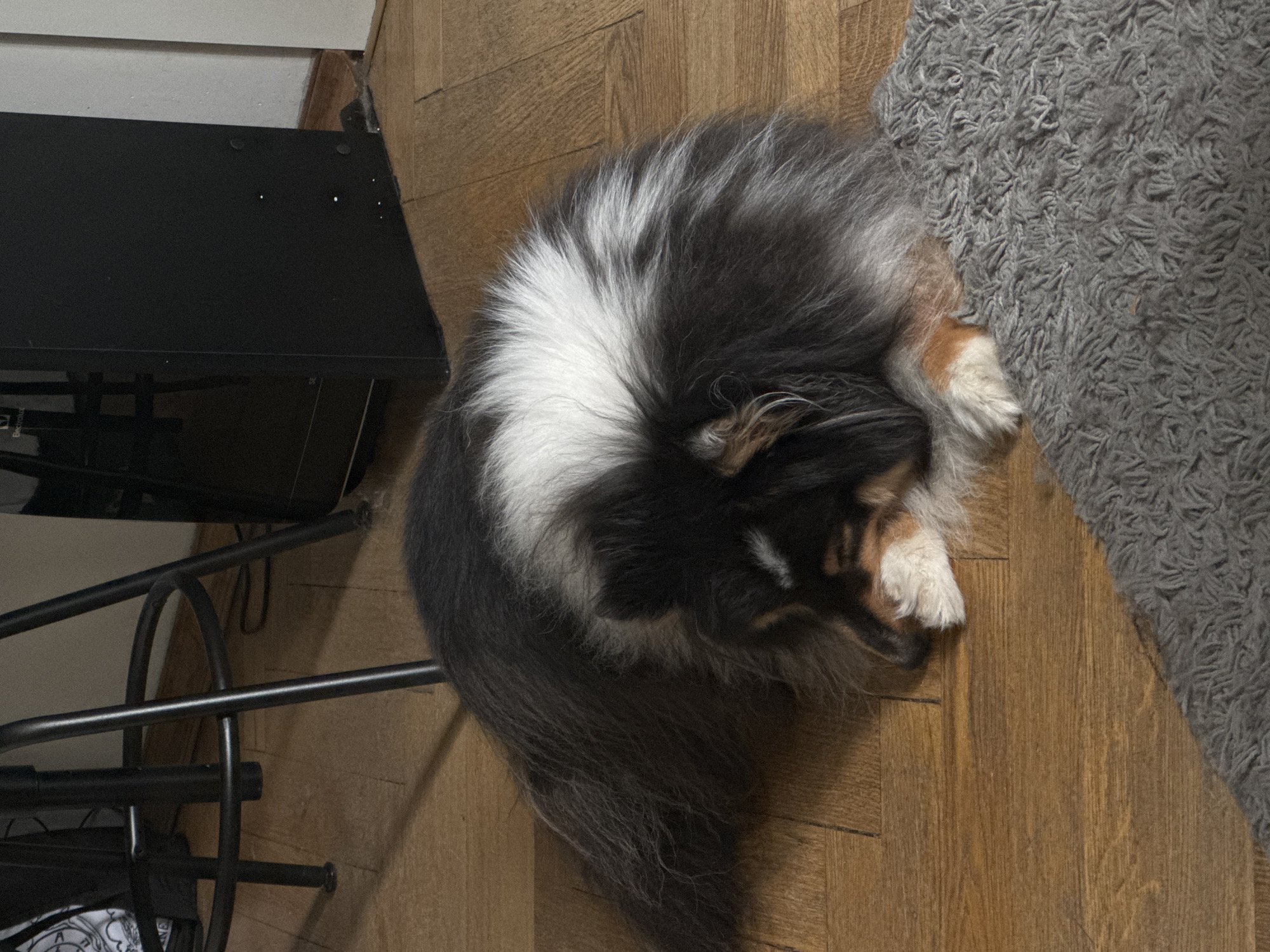 A long-haired dog with black, white, and tan markings is sleeping on a wooden floor. The dog is curled up, with its head resting on its paws. A grey rug is partially visible in the foreground. In the background, the legs of a black metal stool and a black electronic device are visible. The scene is indoors. This image is not associated with Moscow, Russia.