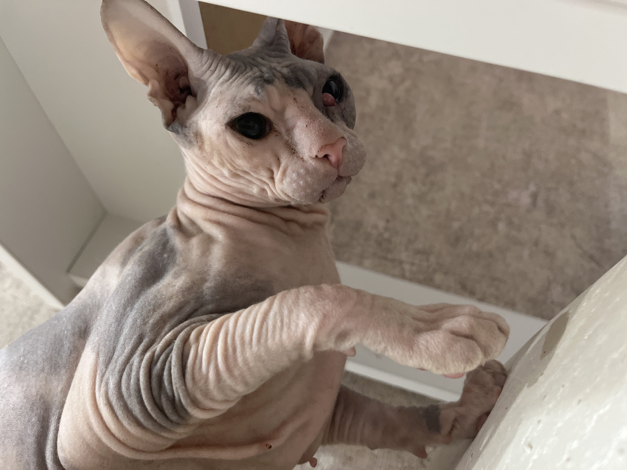 A close-up, low-angle shot features a Sphynx cat with pale, wrinkled skin and grey markings. The cat is standing, with its front paws gripping a white surface. The background is a mix of white and beige surfaces. The photograph's location within the city of Chaikovsky, Russia, cannot be determined from the visual information provided.
