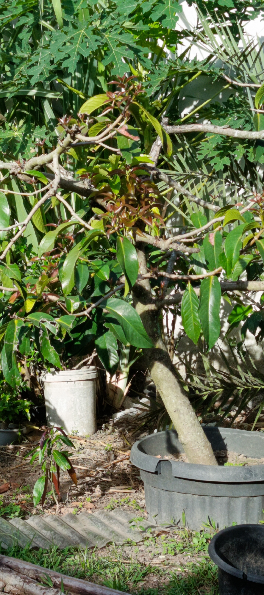 The image shows a potted plant with a thick trunk and green leaves, situated outdoors amidst other vegetation. The plant is in a large black plastic pot. In the background, there is a white wall and other plants with large green leaves. To the left of the main plant, there is a smaller, lighter-colored pot. The ground is covered with dirt, dry leaves, and some small green plants. The scene is illuminated by sunlight, casting shadows. The location is identified as Pashiebeutong, Indonesia. There are no people visible in the image.
