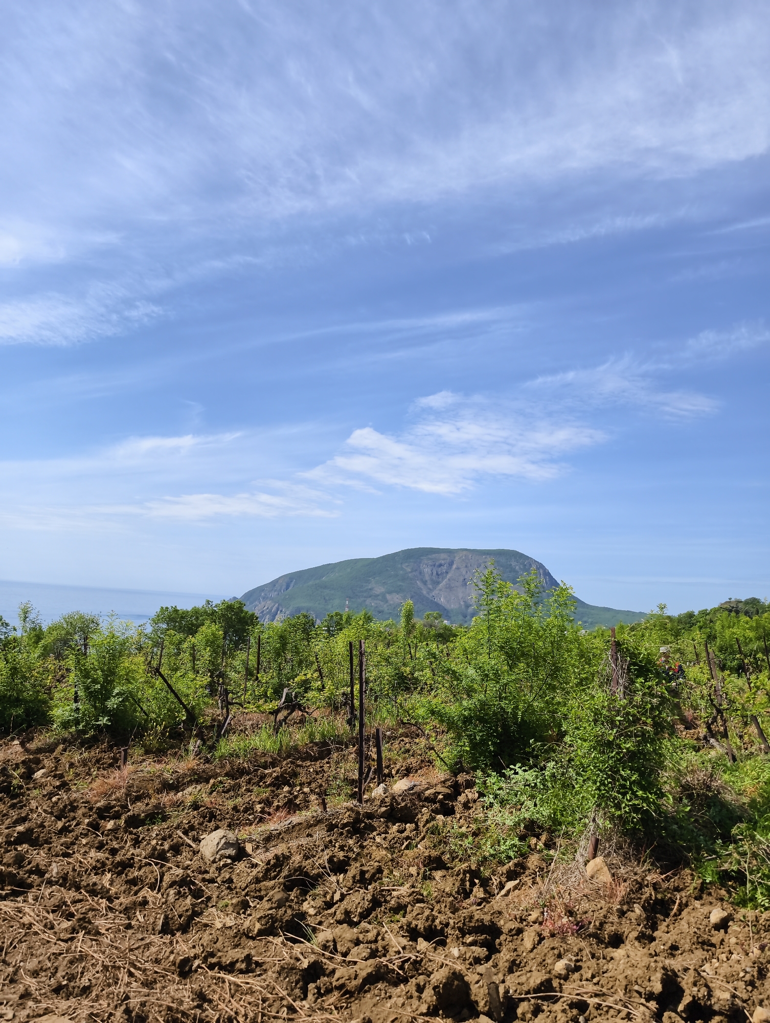 The image shows a vineyard in Kiparisnoe, Ukraine, with freshly tilled brown soil in the foreground. Green grapevines with vertical supports are visible behind the tilled soil. In the background, a large, green mountain rises above the vineyard, and a sliver of the Black Sea is visible to the left of the mountain. The sky is blue with scattered wispy clouds.