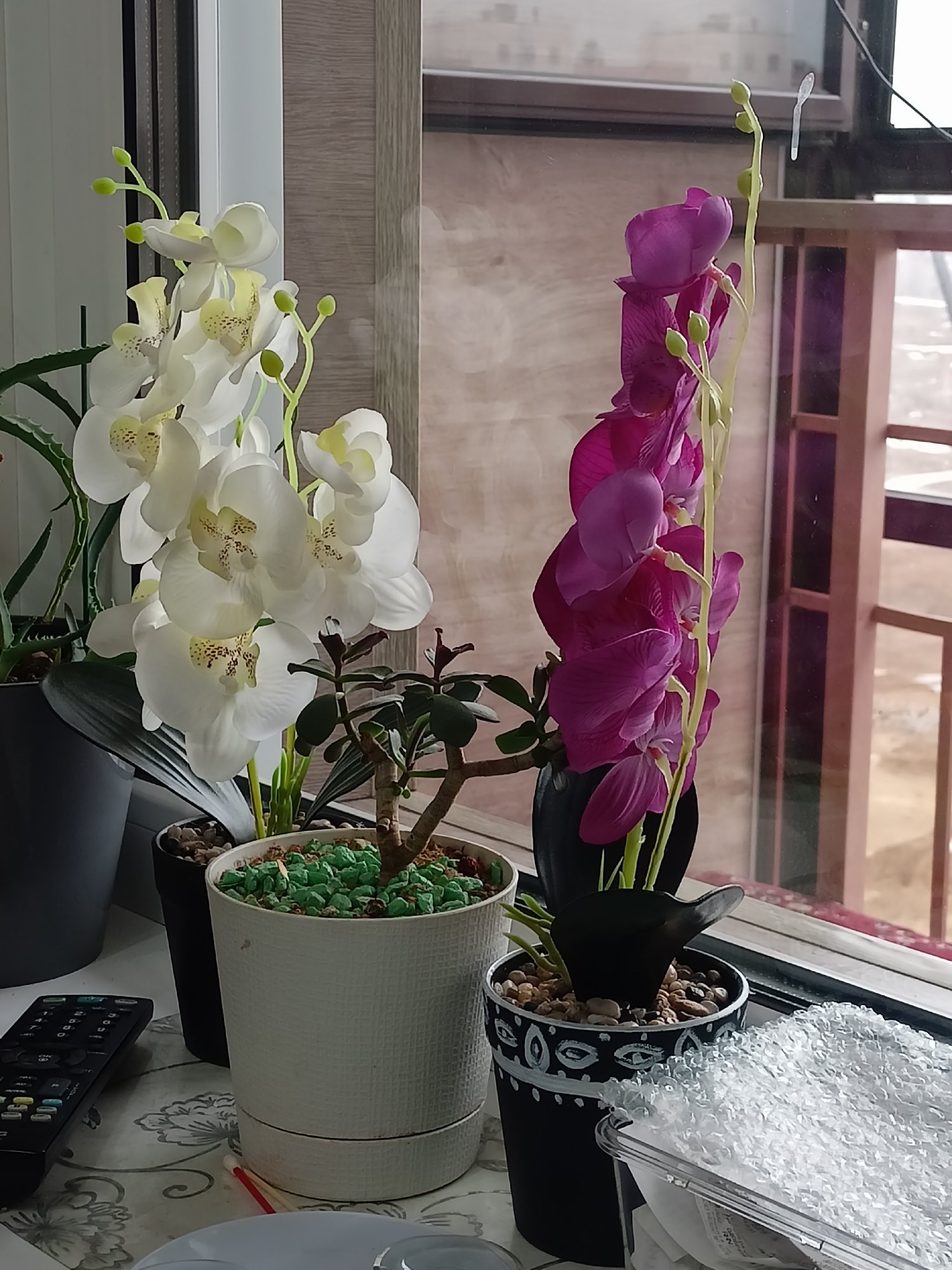 A close-up shows a windowsill with several potted plants. On the left, there's an aloe plant in a dark gray pot, next to a white orchid in a smaller black pot. To the right of the orchid is a small jade plant in a white textured pot with green gravel on top. Finally, there is a purple orchid in a black pot with white designs. A TV remote lies to the left, and a clear plastic container sits to the right. The background shows a window with a view of what appears to be an outdoor area. This is in Sadovyy, Russia.