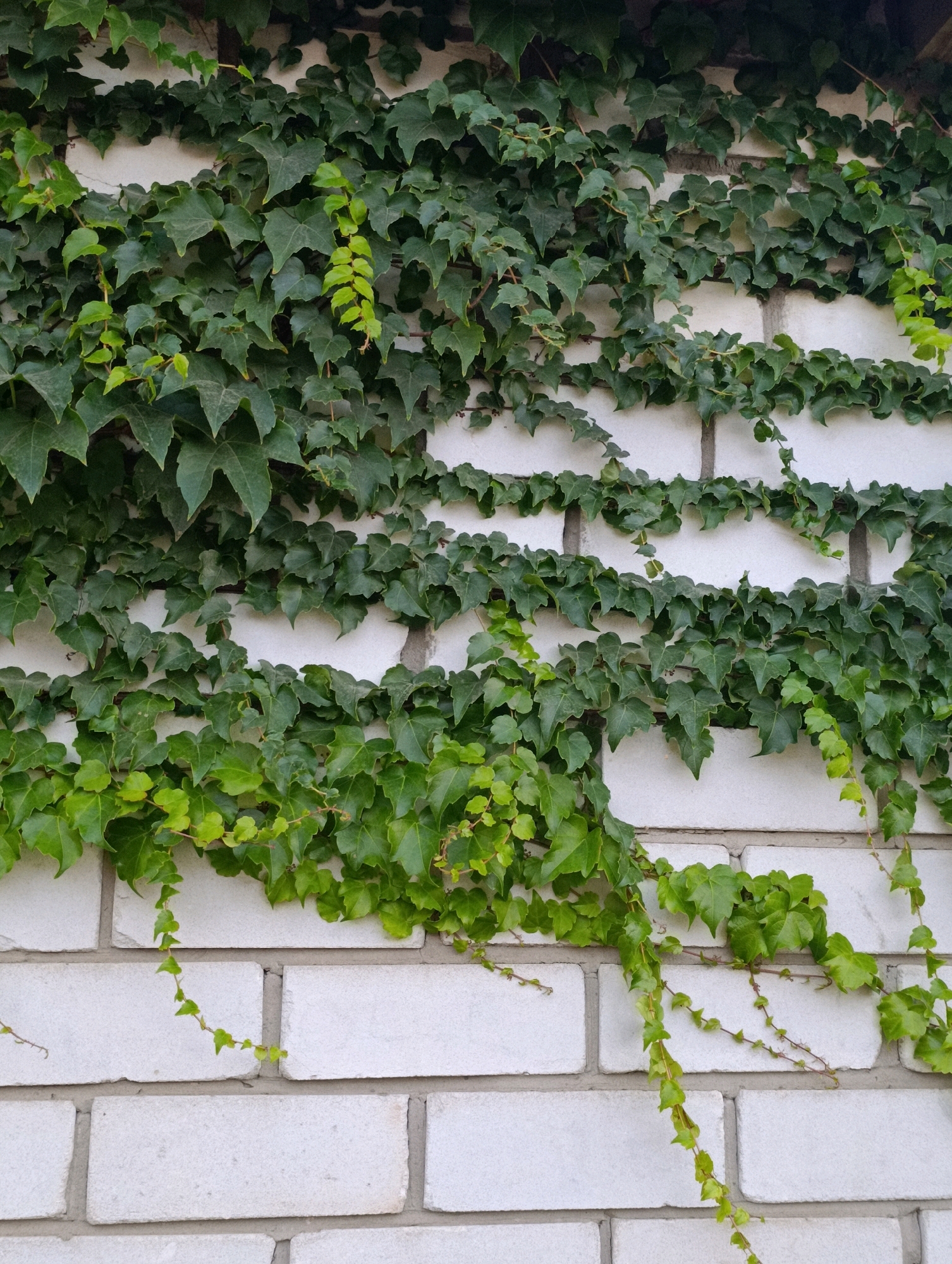 An outdoor, eye-level, medium shot captures a white brick wall with dense green ivy growing across it. The ivy is lush and covers most of the wall, with some vines trailing downwards. The brickwork is visible in several areas, showing the texture and lines of the building material. The lighting is natural, suggesting daytime. The scene is devoid of any people or human activity. The image is focused on the natural elements of the ivy and the man-made structure of the brick wall. It is not possible to determine the specific location within Cherkasy, Ukraine from the visual information provided in the image.