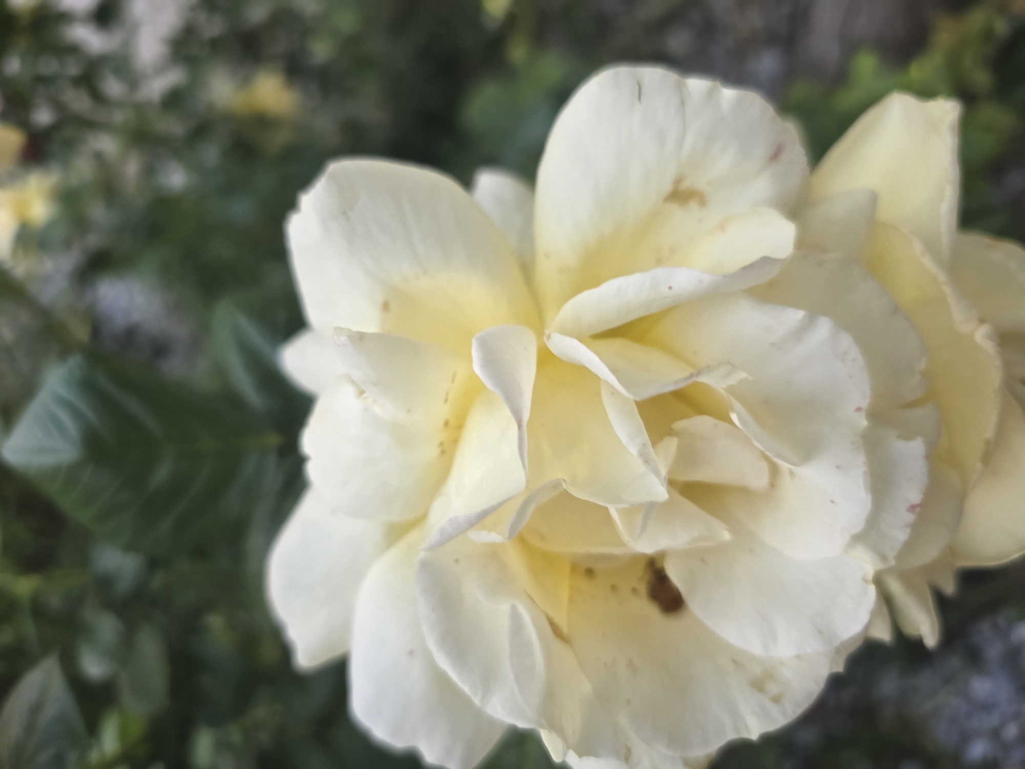 A close-up shot shows a white and yellow rose in bloom. The rose petals are tightly packed, with a slightly ruffled texture. The background is blurred, suggesting the rose is part of a larger garden. The foliage in the background is green and out of focus. The location is Unknown, Unknown.
