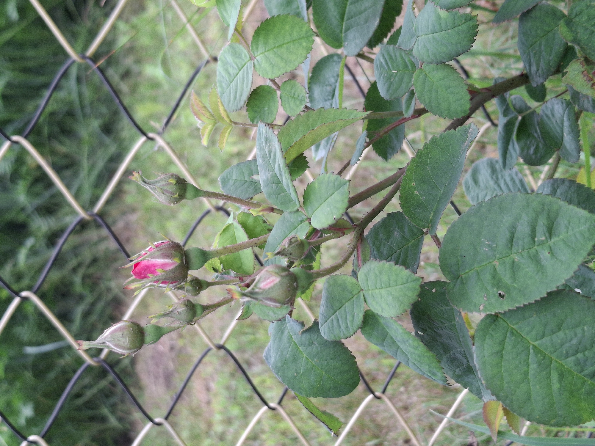 In the Дубровенскі сельскі Савет, Belarus, a close-up shot focuses on a rose bush with several unopened buds and some mature leaves. The rose buds, in various stages of development, are predominantly green with hints of pink peeking through on some. The leaves are a deep green, with serrated edges and visible veins. The plant is positioned in front of a chain-link fence, with blurred greenery and grass in the background, suggesting an outdoor setting, likely a garden or park. The lighting appears natural, possibly overcast or early morning/late afternoon. There are no people or animals visible in the frame, and no discernible actions or interactions are occurring. The overall impression is one of nature's quiet growth, framed by man-made fencing.