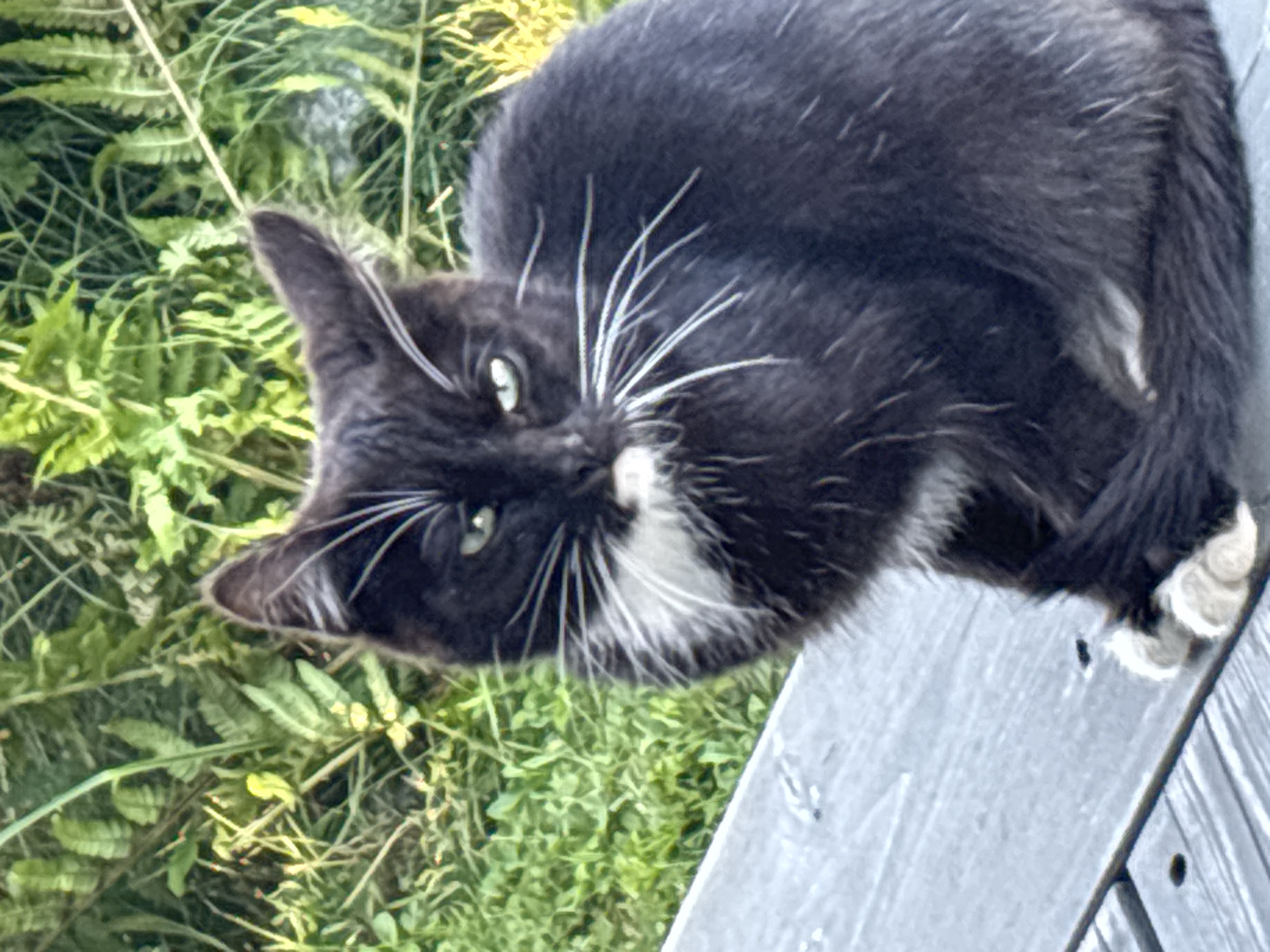 A black and white tuxedo cat with green eyes is sitting on a gray wooden surface, possibly a bench or deck. The cat is facing the camera with its head turned slightly to the left, and its white whiskers are prominent against its dark fur. The background consists of lush green foliage and grass, suggesting an outdoor setting. The image does not provide any specific information about the city of Zvenigorod, Russia.