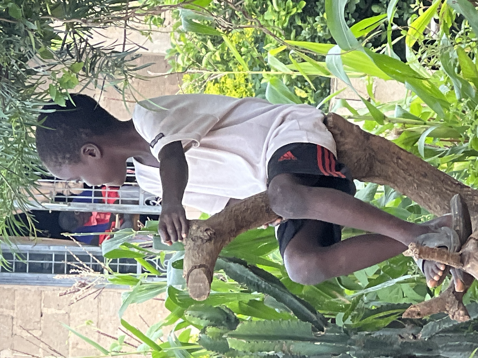 A young person is sitting on a tree branch outdoors, amidst lush green foliage and corn stalks. The person is wearing a light-colored t-shirt and dark shorts with red stripes. They are looking to the right and holding a piece of wood in their hands. In the background, a building with a window is visible, with another person partially seen through the window. The overall scene suggests a casual, natural setting in what appears to be a residential area, possibly in Jos, Nigeria. The focus is on the young person and their interaction with the environment.