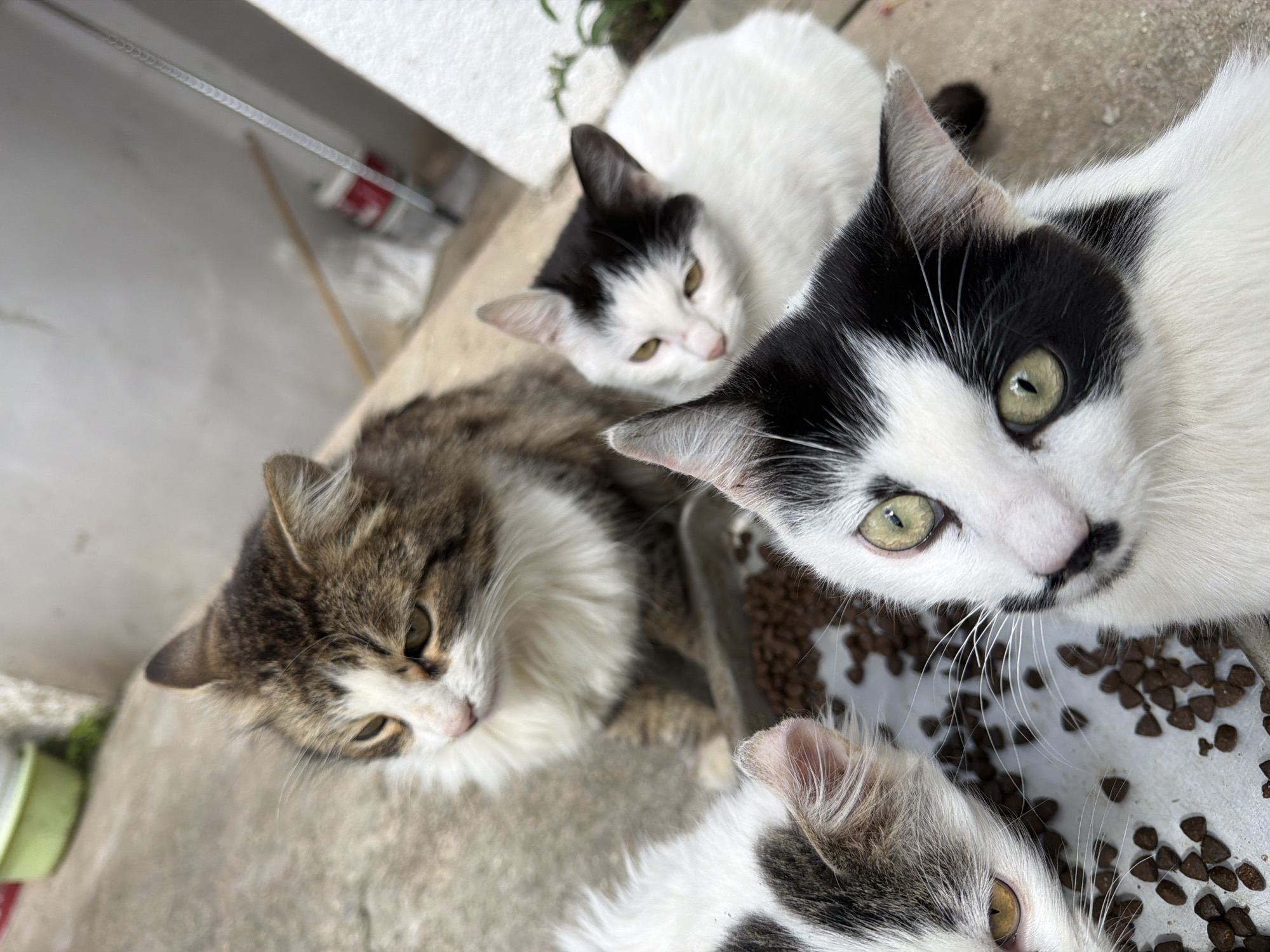 Four cats are gathered around a white bowl filled with dry cat food on a concrete surface. One cat is brown and white, another is predominantly white with black markings, and two other cats are mostly white with patches of black fur. The scene is located in the city of Bratia Kunchevi, Bulgaria.