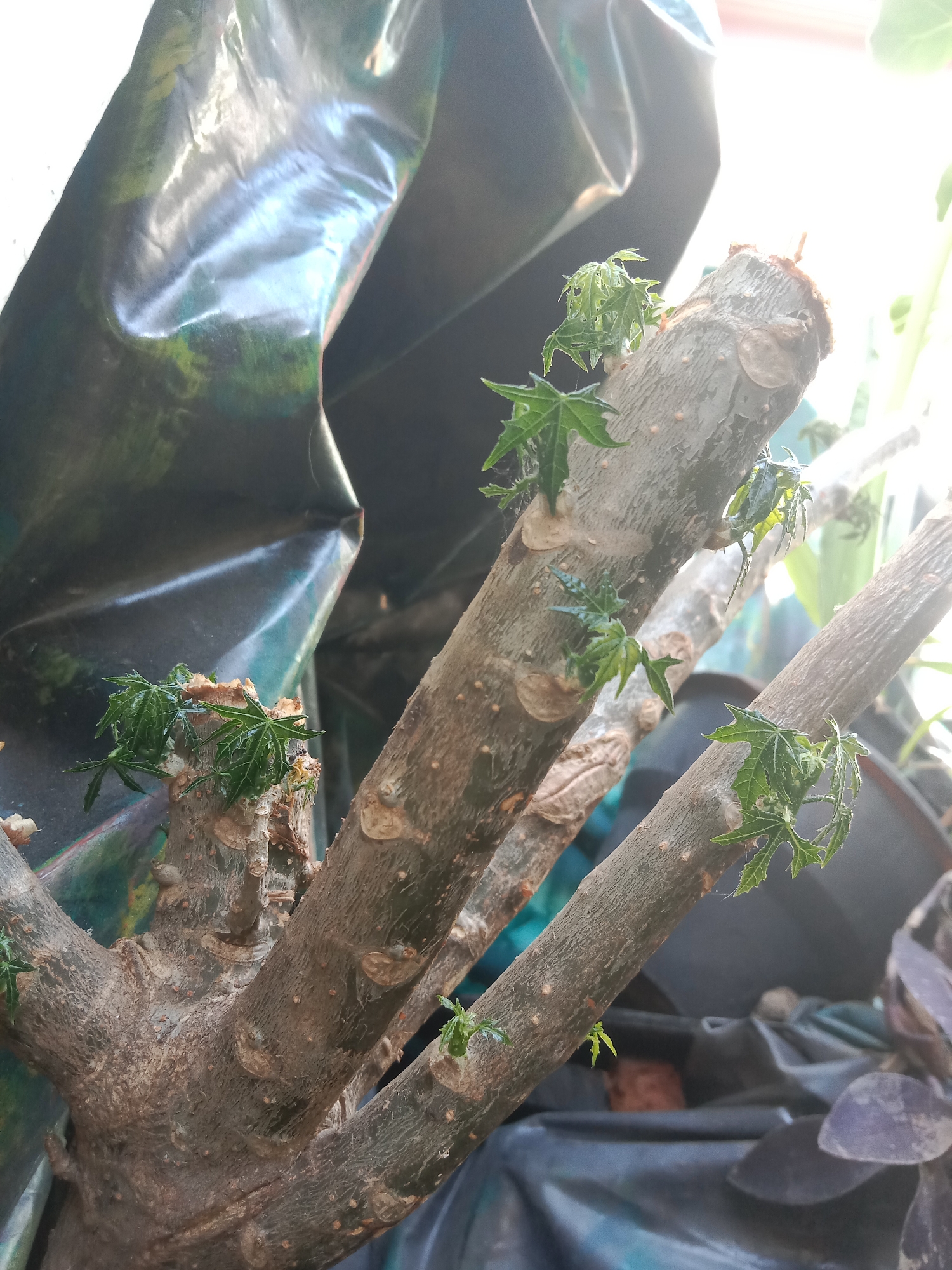 This image depicts a close-up, eye-level view of a plant with multiple woody branches emerging from a central point. Several of the branches have new, small, green leaves sprouting from them. The branches are rough and brown, with visible nodes or scars. In the background, a dark, possibly plastic, material is draped, creating a strong contrast with the plant. Sunlight is visible, casting bright light on the upper right portion of the image and creating some glare on the dark background material. The overall environment appears to be outdoors, possibly in a garden or a protected area like a balcony, given the presence of other plants and a glimpse of what looks like a dark pot in the lower right. The scene is devoid of any human presence or activity, and there are no discernible actions taking place. The focus is entirely on the plant's new growth. The image is undated and unlocated to a specific place within Lemahkembar, Indonesia, beyond general observation of common outdoor flora.