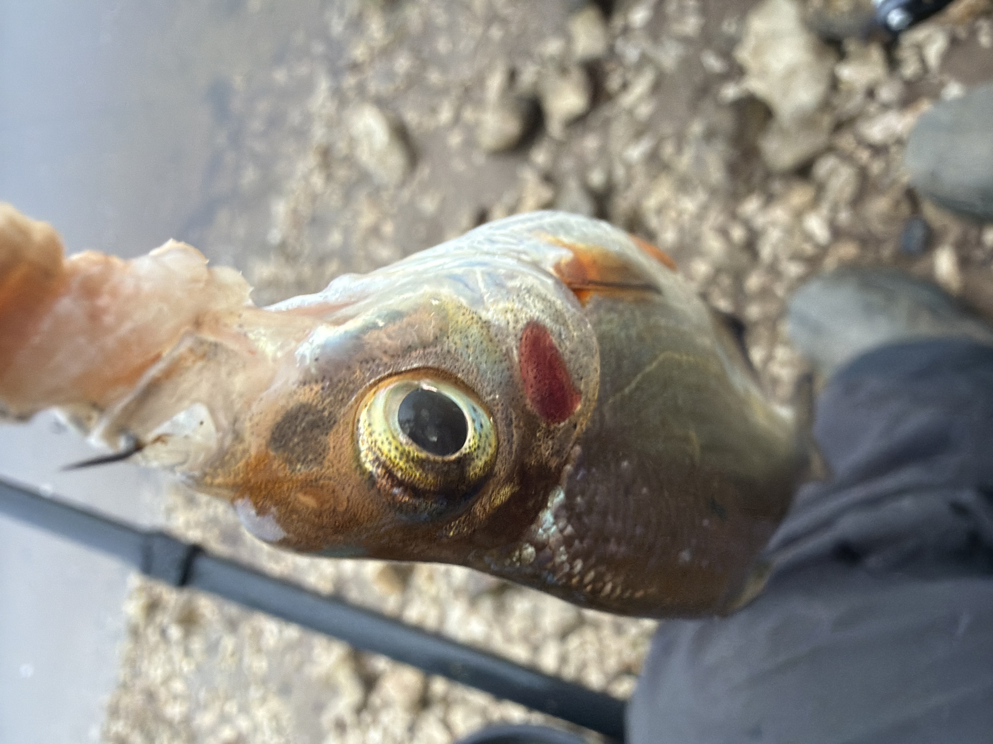 The image provides a close-up view of a small, freshly caught fish, likely during a fishing event in Noviy, Russia. The fish is held vertically, with its head and upper body prominently displayed. It features a bronze-gold hue on its head, particularly around its eye and gill plate, with lighter, iridescent scales on its body. A distinct reddish mark is visible on the gill cover, just behind the eye. A fishing hook is clearly seen embedded near the fish's mouth or gill area, indicating its recent capture.
In the background, part of a person's leg and a dark boot are visible on the right side, suggesting the presence of the angler. A segment of a dark fishing rod or pole extends diagonally across the lower left portion of the frame. The setting appears to be a rocky or pebbly shore, possibly a riverbank or lakeside, with a blurred body of water visible in the upper left background. The lighting is natural and diffused, suggesting it is daytime, possibly overcast. No text is visible in the image, and no specific emotions are discernible.