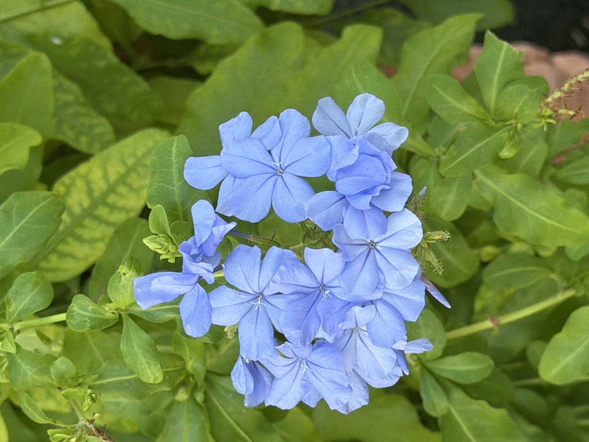 A close-up, high-angle shot captures a cluster of vibrant blue plumbago flowers in full bloom, set against a backdrop of lush green leaves. The flowers, with their delicate five-petaled structures, are the central focus, showcasing a range of light to medium blue hues. Some petals appear slightly curled or unfurled, adding a natural texture to the composition. The leaves surrounding the flowers are a rich green, with some showing a lighter, almost yellowish tint, hinting at variations in light exposure or the plant's health. The image is sharp, with the details of the petals and leaf veins clearly discernible. No people or man-made objects are visible. The scene appears to be in an outdoor garden setting, likely in Gatteo, Italy, given the context.