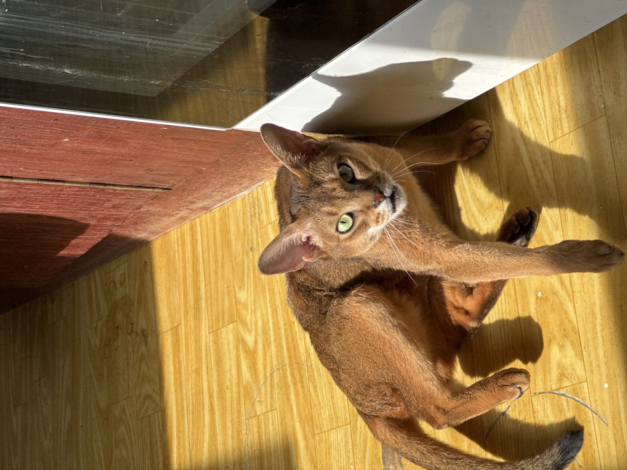 A medium-sized, ruddy Abyssinian cat is lying on its side on a light brown, wood-patterned floor indoors. The cat has green eyes and a reddish-brown coat. Its paws are a darker shade of brown, close to black. It is positioned near the base of a doorframe with a red and brown door visible on the left and a white trim above it. The scene is brightly lit with strong sunlight, casting distinct shadows. The location in the city of Chaikovsky, Russia, is not discernable from the image.