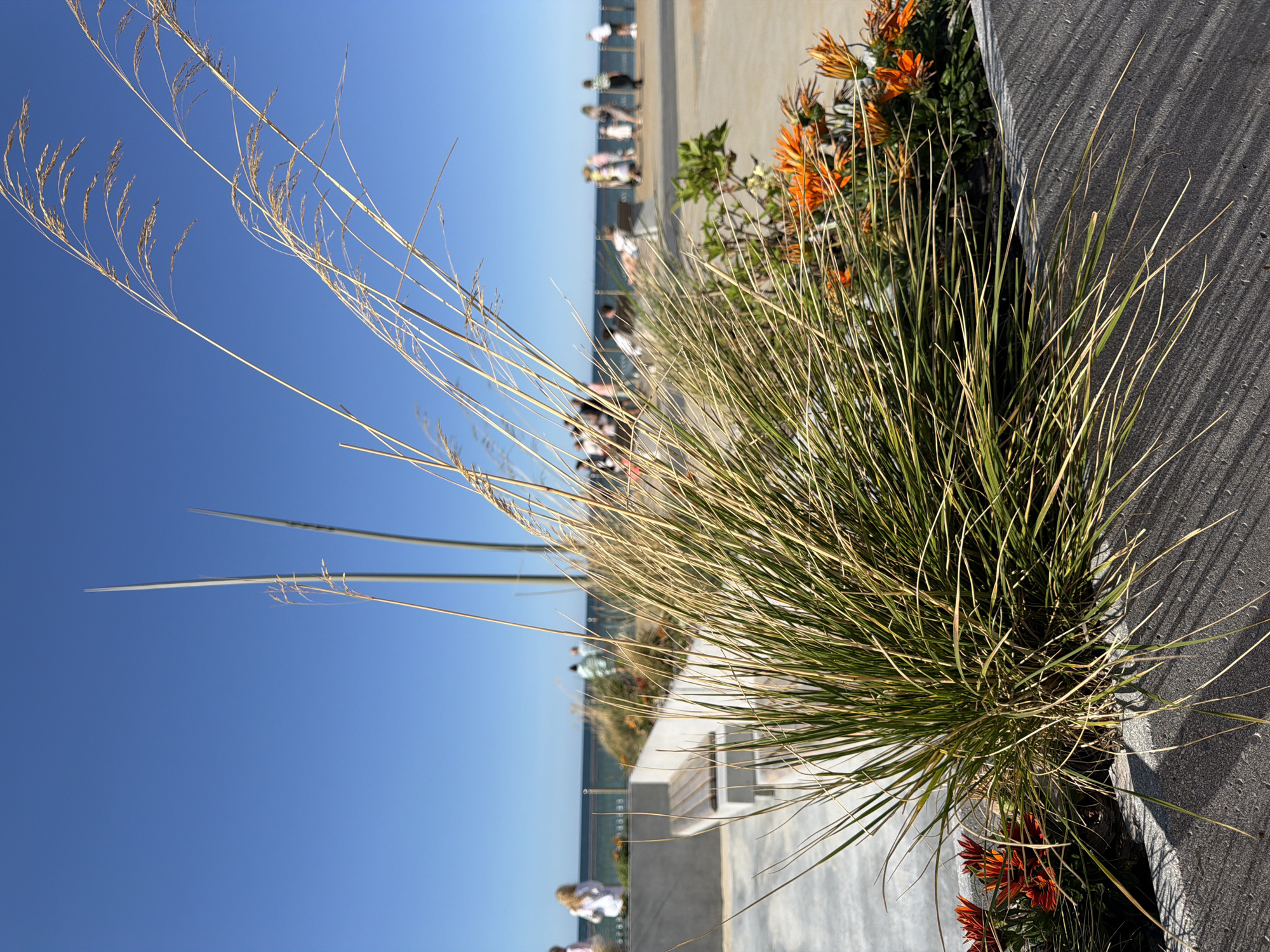 This image shows a close-up of ornamental grass and orange flowers in a concrete planter box. In the background, a clear blue sky meets the ocean, with a boardwalk or promenade running along the coast. Several people are visible in the background, walking and standing on the promenade. A bench is also visible on the left side of the image. The scene appears to be a public space, possibly a park or a waterfront area. The overall impression is one of a sunny day at a seaside location.