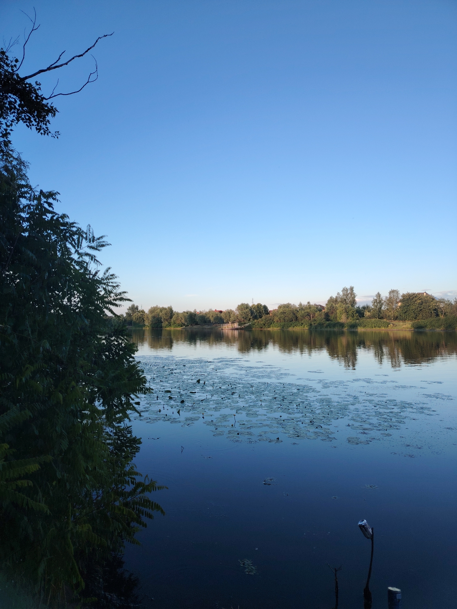 The image depicts a serene natural scene on a body of water, likely a river or lake, with a clear blue sky overhead. In the foreground, on the left, is a dense, dark green tree with feathery leaves, casting a shadow and partially obscuring the view of the water. A dead tree branch extends from the top left corner of the frame into the clear sky. The water's surface is calm and reflects the blue sky and the lush green treeline that stretches across the horizon. Scattered across the water are numerous lily pads. In the distance, along the treeline, hints of buildings and structures can be observed, suggesting a settlement. On the right side of the water, a single, thin plant stem with a silvery object, possibly a discarded can, emerges from the water. The overall impression is one of tranquility and nature's beauty. This scene is located in the city of Vyshhorod, Ukraine.