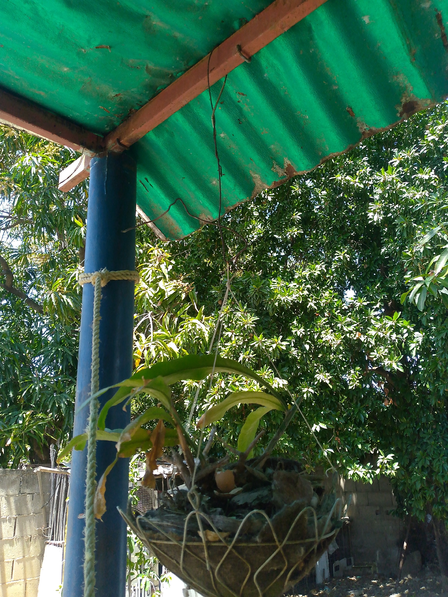 The image shows a hanging plant in a wire basket suspended from a green corrugated metal roof supported by a blue metal post. The post is wrapped with rope. Behind the plant, dense foliage of trees is visible, and a concrete block wall can be seen in the background. The setting appears to be an outdoor, possibly residential, area. The location is stated to be Juan Griego, Venezuela, though this cannot be verified from the image itself.