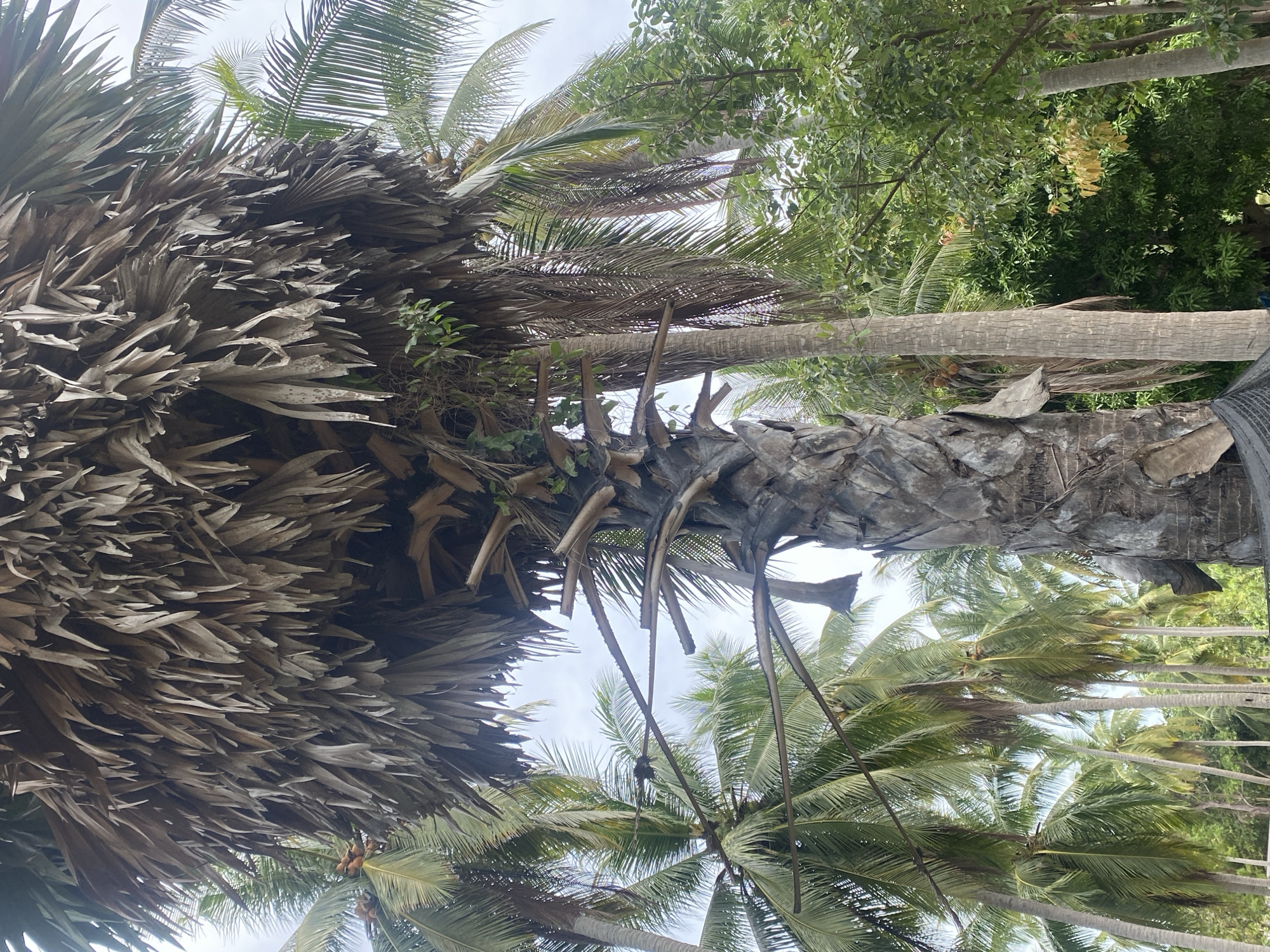 This image depicts a view of palm trees in Moo 1, Thailand, looking upwards. The foreground features a palm tree trunk covered in dried, brown fronds. Several palm trees with green leaves and thin trunks are visible in the background, framed by the first tree. The sky is partially visible through the trees. The photo appears to be taken from a low angle.