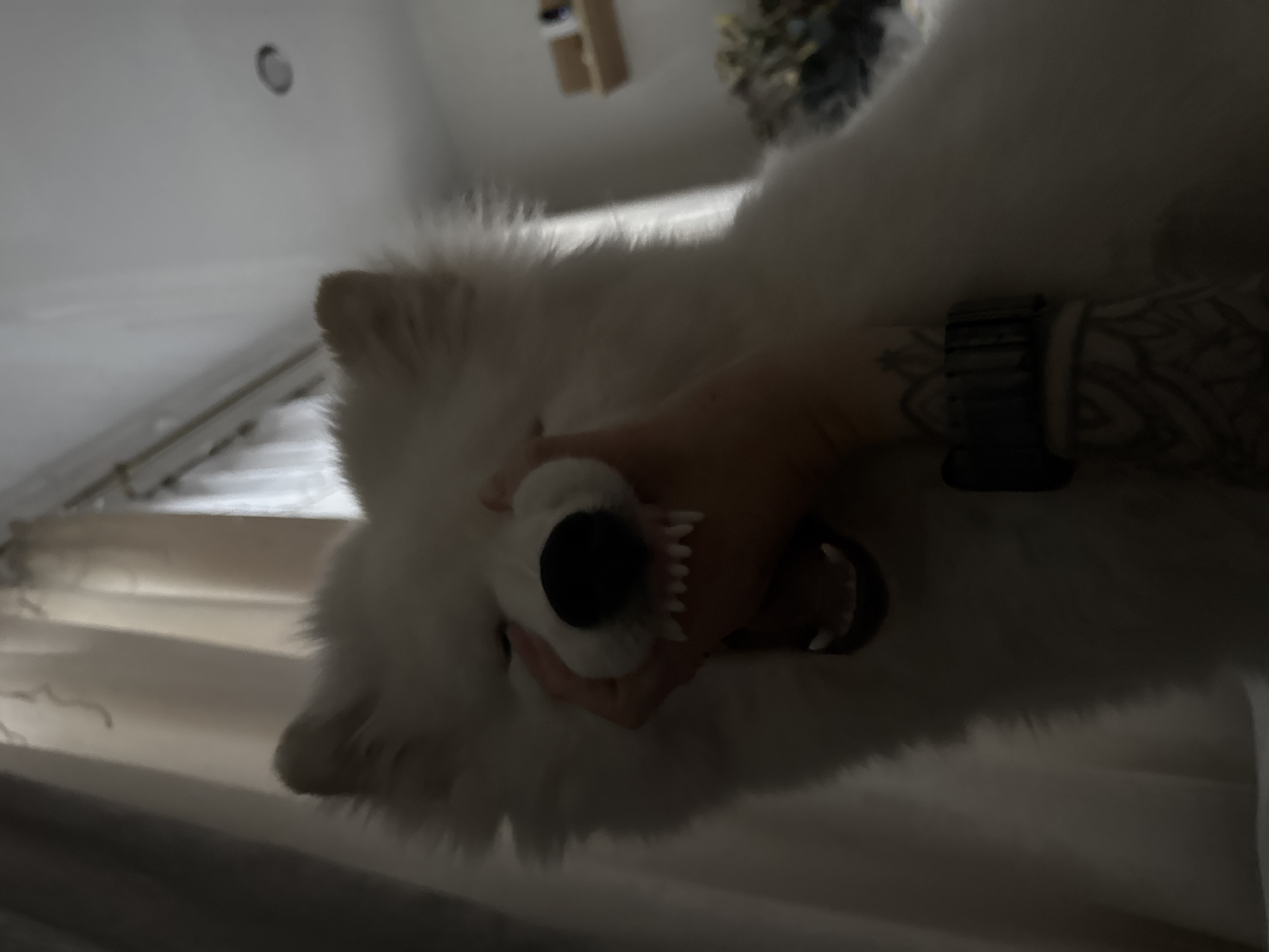 A white Samoyed dog is held up by a person with tattooed forearms. The dog's face is close to the camera, showing its nose, mouth, and some teeth. The background is a softly lit room, featuring a curtained window and some indistinct objects. The image appears to have been taken indoors. The location in the city of Chaikovsky, Russia, is not discernible from this image.