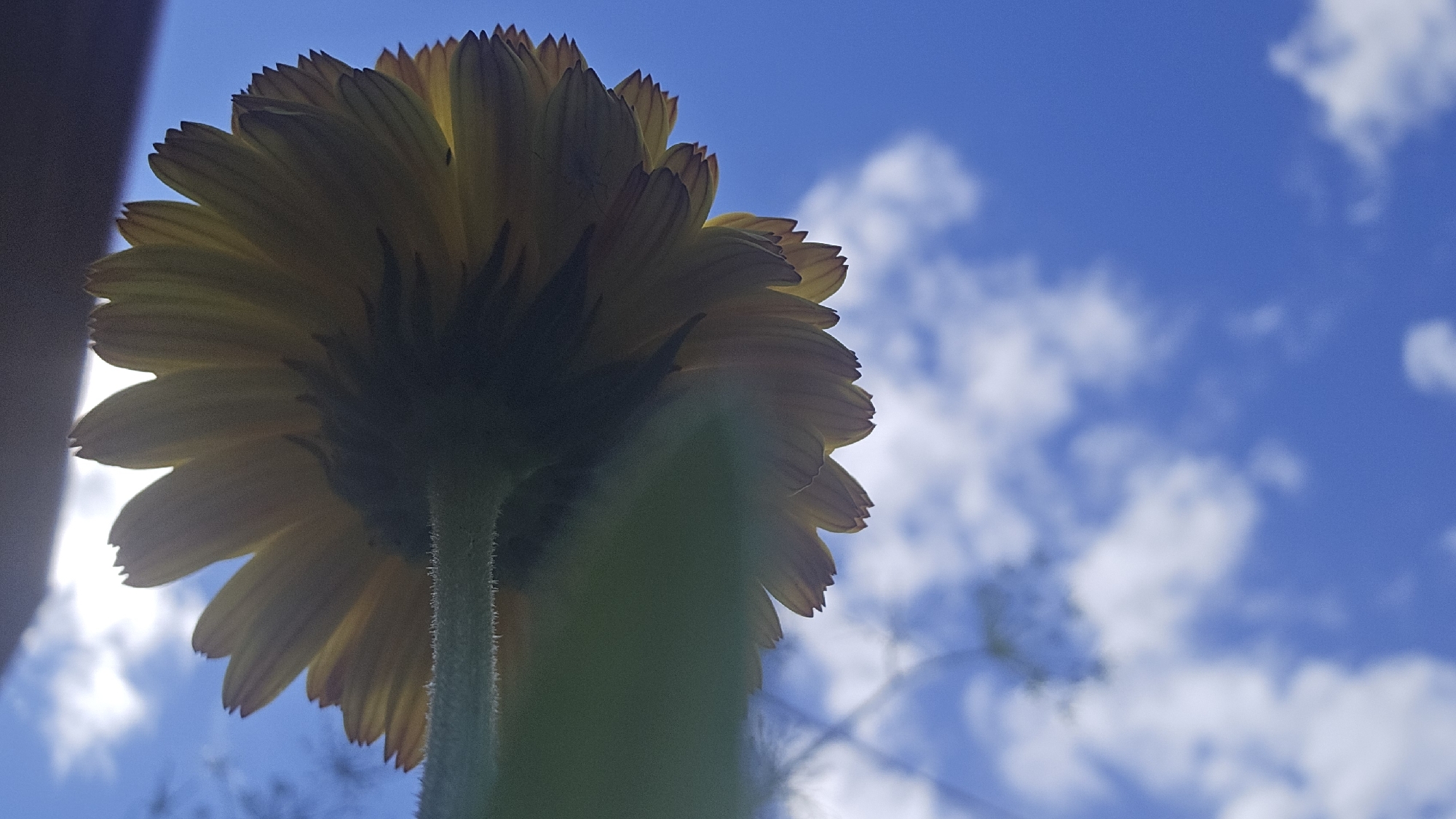 The image shows a close-up, low-angle shot of the underside of a yellow flower with visible petals against a bright blue sky with scattered white clouds. The flower is positioned centrally, with its stem angled upwards and to the right. A blurry green leaf or stem runs diagonally across the right side of the frame, obscuring part of the flower and sky. The lower edge of the frame features a dark, out-of-focus horizontal shape, possibly a roof or ground. The lighting suggests it is daytime, with the sun likely positioned behind the flower, creating a slight backlight. No people or specific landmarks of Ермолаево, Russia are visible.
