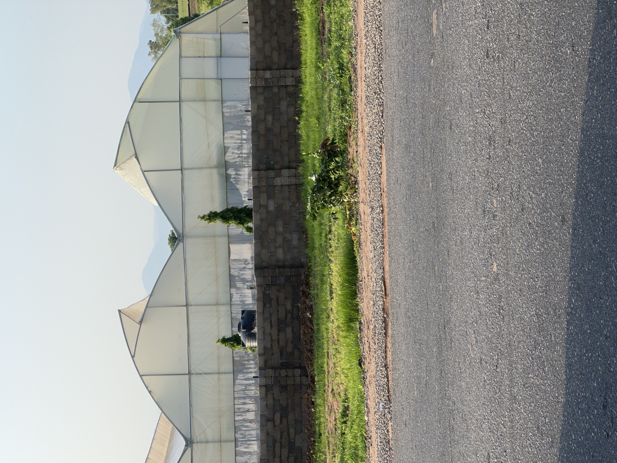 The image depicts a section of a greenhouse facility. The greenhouse is a large, translucent structure with a curved, peaked roof supported by a metal frame. A low, dark brick wall runs horizontally across the middle of the image, separating the greenhouse from the foreground. Behind the wall, two conical evergreen trees are visible. To the left of these trees, a large black water tank is situated. The ground behind the wall is covered in patchy green grass and some dark soil. A small, leafy bush with reddish-brown stems is in the center of the foreground, growing on a patch of gravelly earth. In front of this, a paved road, appearing to be asphalt, fills the bottom half of the frame. A distinct shadow stretches across the road from the right side of the image. In the background, hazy mountains can be seen beyond the greenhouse. The sky is clear and pale blue. The scene is set in Jalingo, Nigeria, likely an agricultural area. There are no people or animals visible in the image.