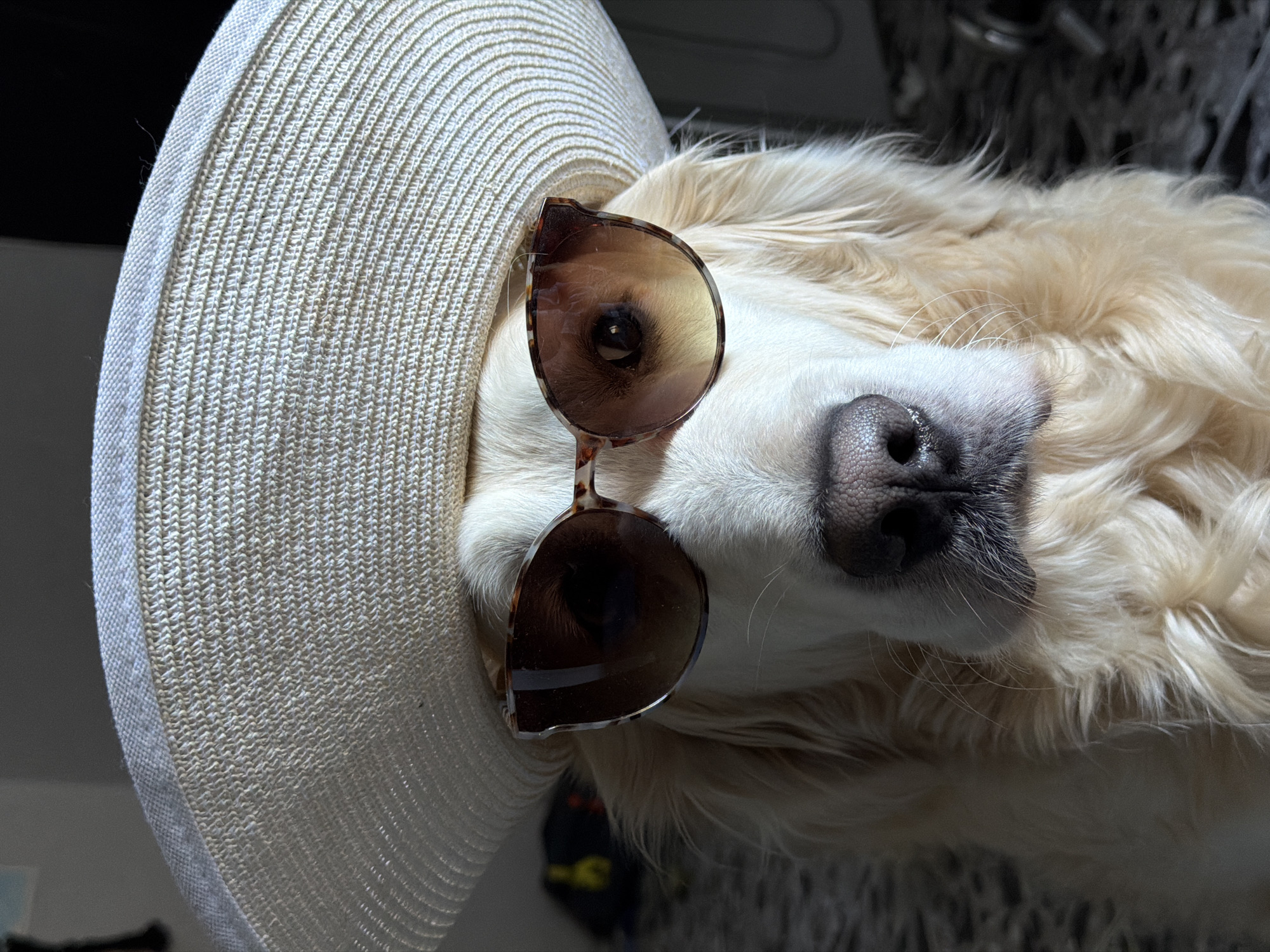 A close-up, rotated, eye-level shot of a light-colored dog wearing a straw hat and sunglasses. The dog has white and light brown fur and a black nose. The sunglasses have a tortoiseshell pattern on the frames and brownish lenses. The straw hat is cream-colored. The background is out of focus. It is uncertain if the location is Tbilisi, Georgia based on the given image.