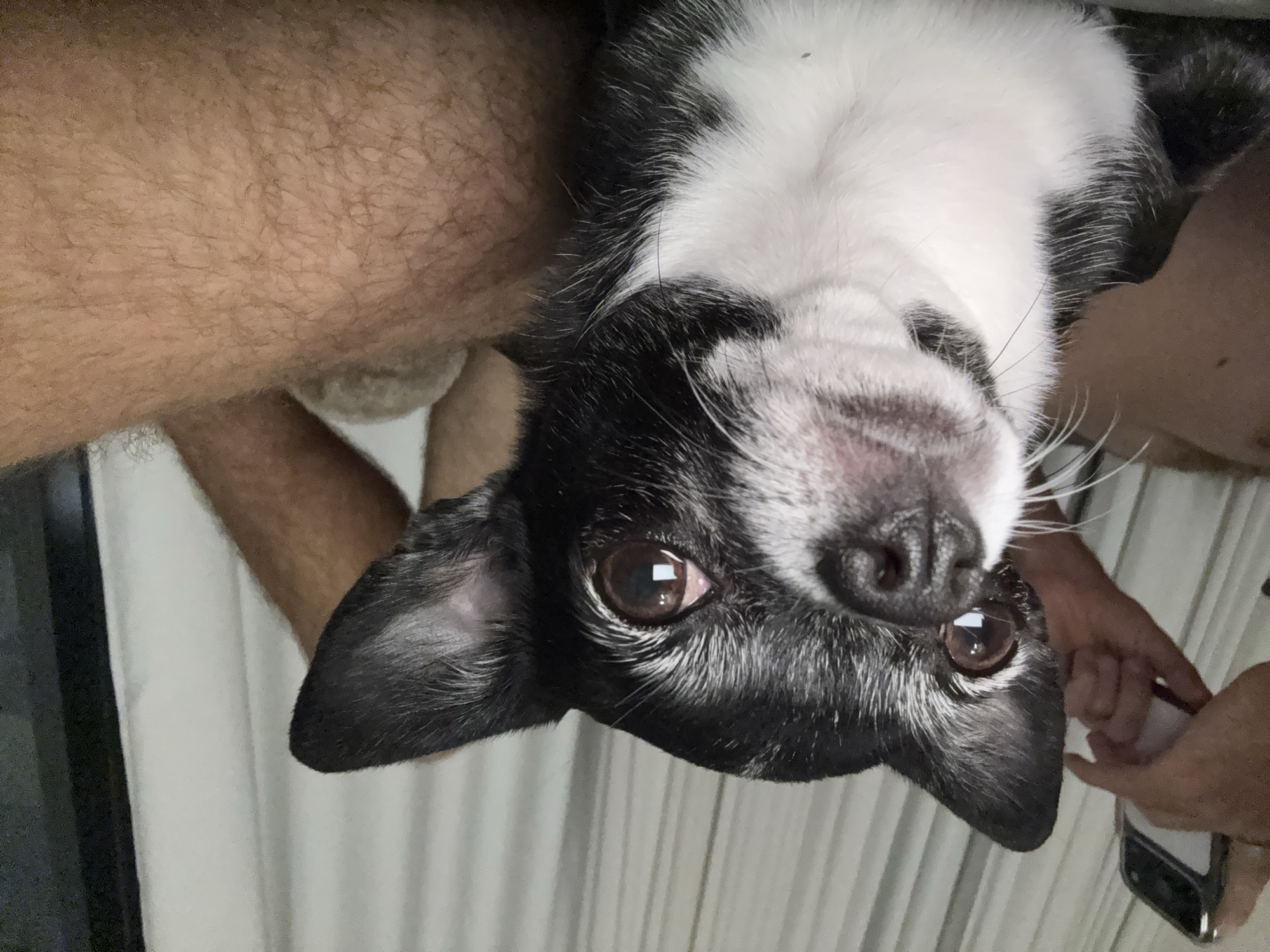 A close-up, upside-down shot depicts a black and white dog held in someone's arms. The dog's face is prominently displayed, showing its eyes, nose, and fur details. A person's hairy arm is visible on the left side of the image, while a hand holding a cell phone can be seen on the right. A curtain hangs in the background. The setting is indoors, but there is no indication of the city of Tel-Aviv or Israel.