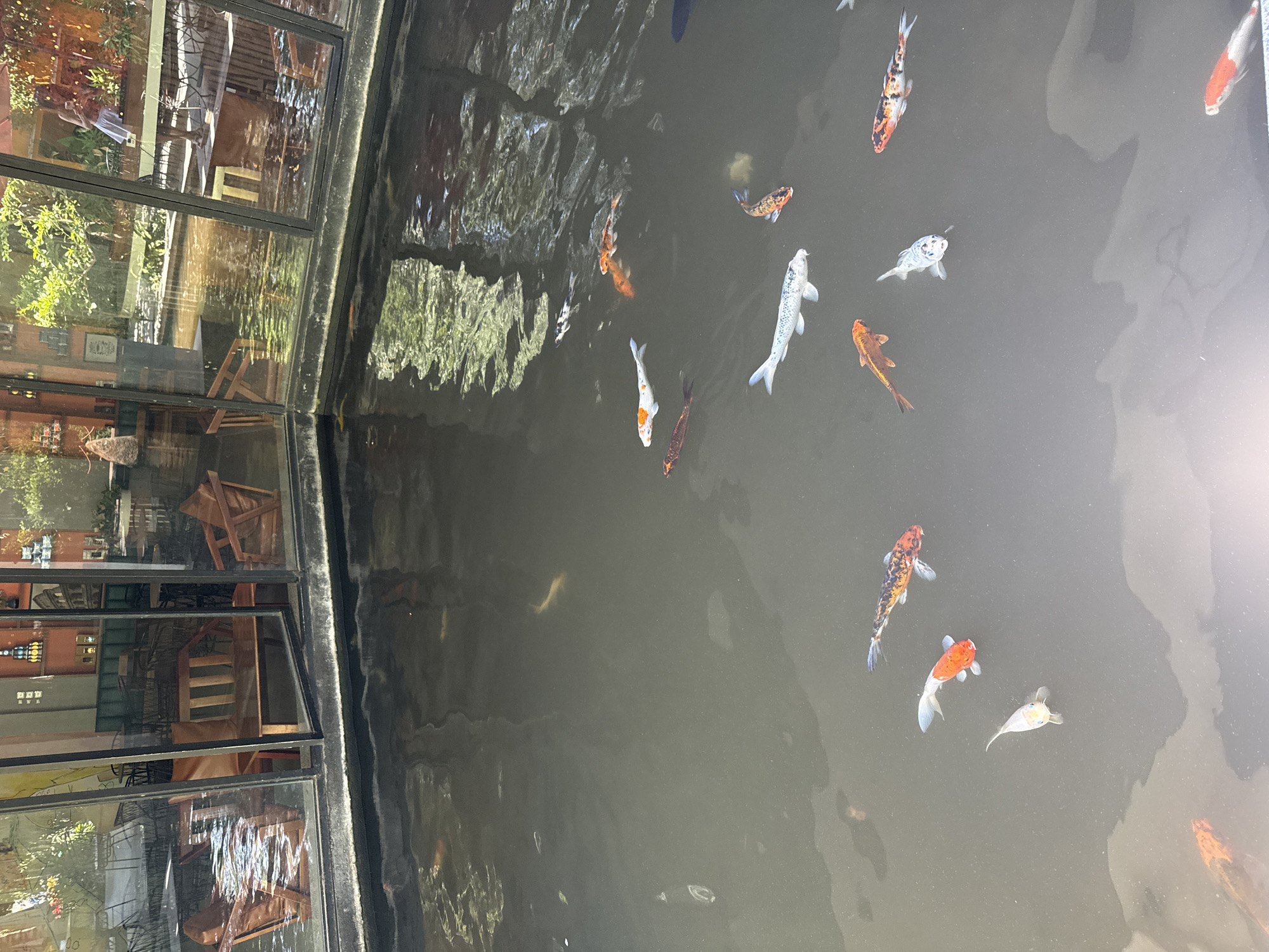 The image depicts an outdoor pond with several koi fish swimming. The pond is surrounded by a paved area and has large glass windows that reflect an indoor setting with tables and chairs, suggesting a restaurant or cafe. Greenery and sunlight are visible through the windows and in reflections. The scene appears to be a serene, possibly man-made water feature integrated into an urban environment. No people are clearly visible, though reflections in the glass suggest their presence in the indoor area. The water is dark, with the koi fish being the primary subjects of interest. Some of the koi are orange and white, while others are black and white, or a mix of colors. The overall impression is one of a peaceful, well-maintained outdoor space.