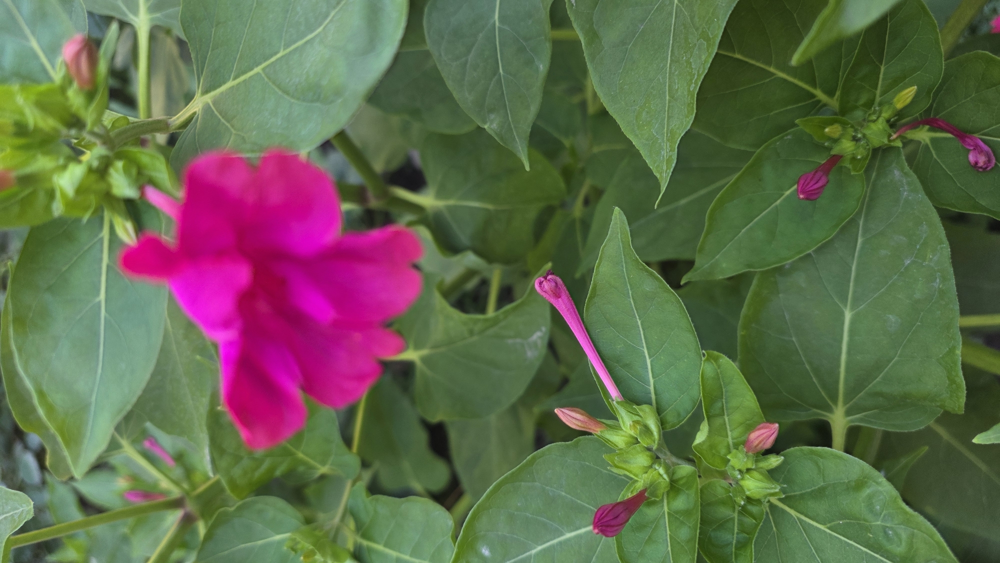 A close-up, eye-level shot showcases a cluster of vibrant pink flowers and their buds amidst lush green foliage. The main subject, a fully bloomed flower, is in soft focus at the top of the frame, its petals unfurling in a rich fuchsia hue. Several buds, also a deep pink, are visible in various stages of development, some elongated and slender, others more rounded and compact. The surrounding leaves are a deep, healthy green, providing a verdant backdrop to the floral display. The scene is devoid of human presence or any other discernible objects, suggesting a natural setting. The lighting is soft, indicating it could be early morning or late afternoon. The image appears to have been taken outdoors, possibly in a garden or natural park, in Tokmok City, Kyrgyzstan.