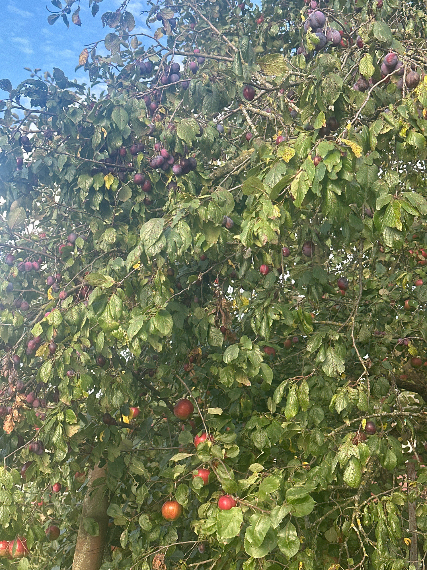 The image shows a close-up of a tree laden with ripe plums and apples, set against a backdrop of a partly cloudy sky. The fruit is a mix of deep purple plums and red apples, clustered among green leaves. The branches are dense, creating a textured canopy. The scene appears to be outdoors, likely in a rural or garden setting. The overall impression is one of abundance and harvest. The image is captured from a low angle, looking upwards into the tree. There are no people visible in the image.