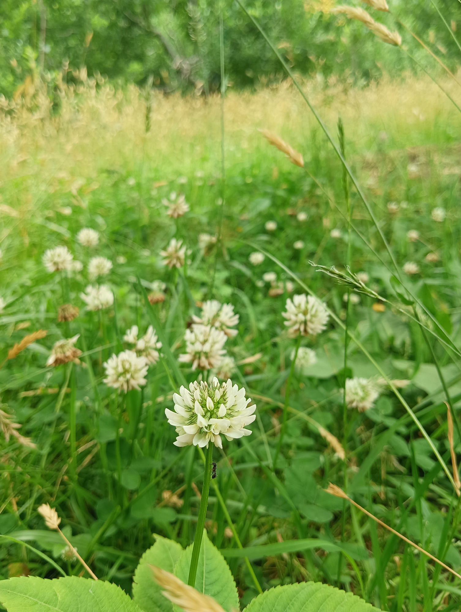 This is a close-up, eye-level shot of a field of white clover flowers with green grass and blurred trees in the background. A small black ant is visible on the stem of a white clover flower in the foreground. The scene is set in a natural outdoor environment. There are no people present. The image is taken in Majhach, India.